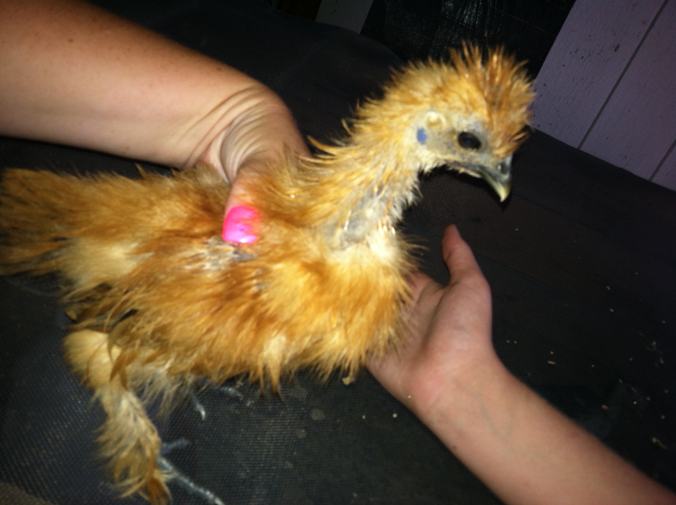 Honey boo boo- Hen