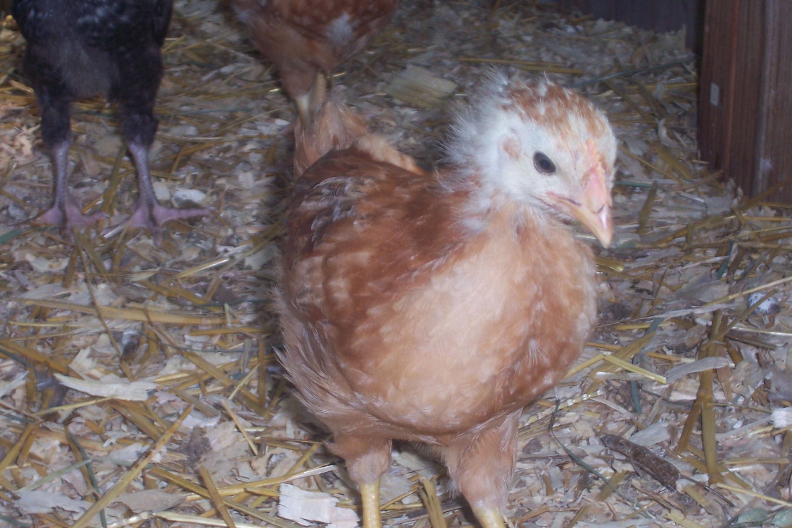 Honey Bun my New Hampshire Red pullet