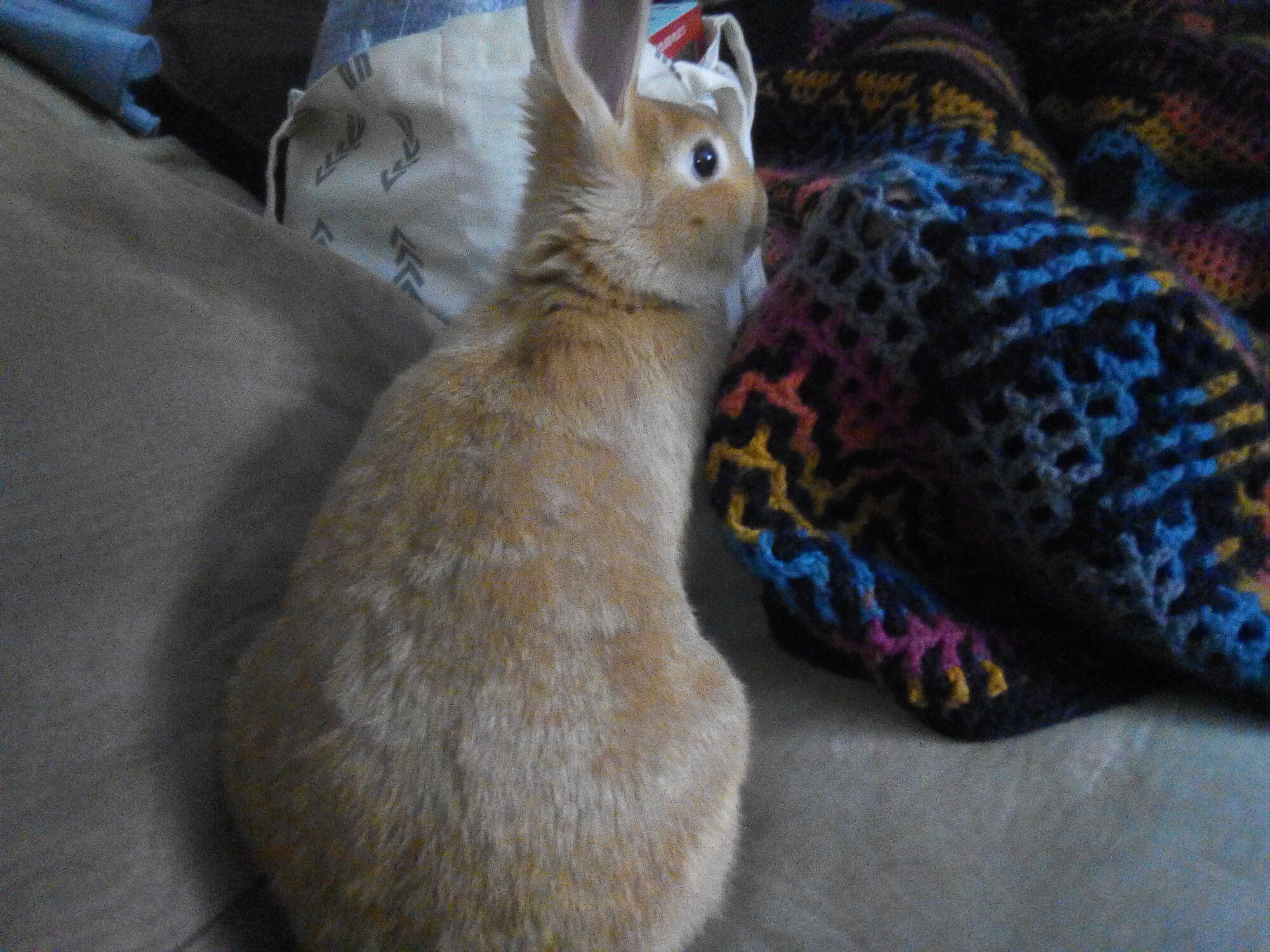 Honey bunny