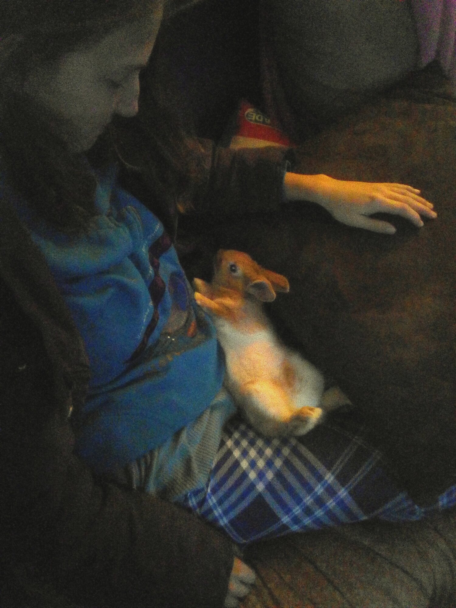 Honey chilling on my lap