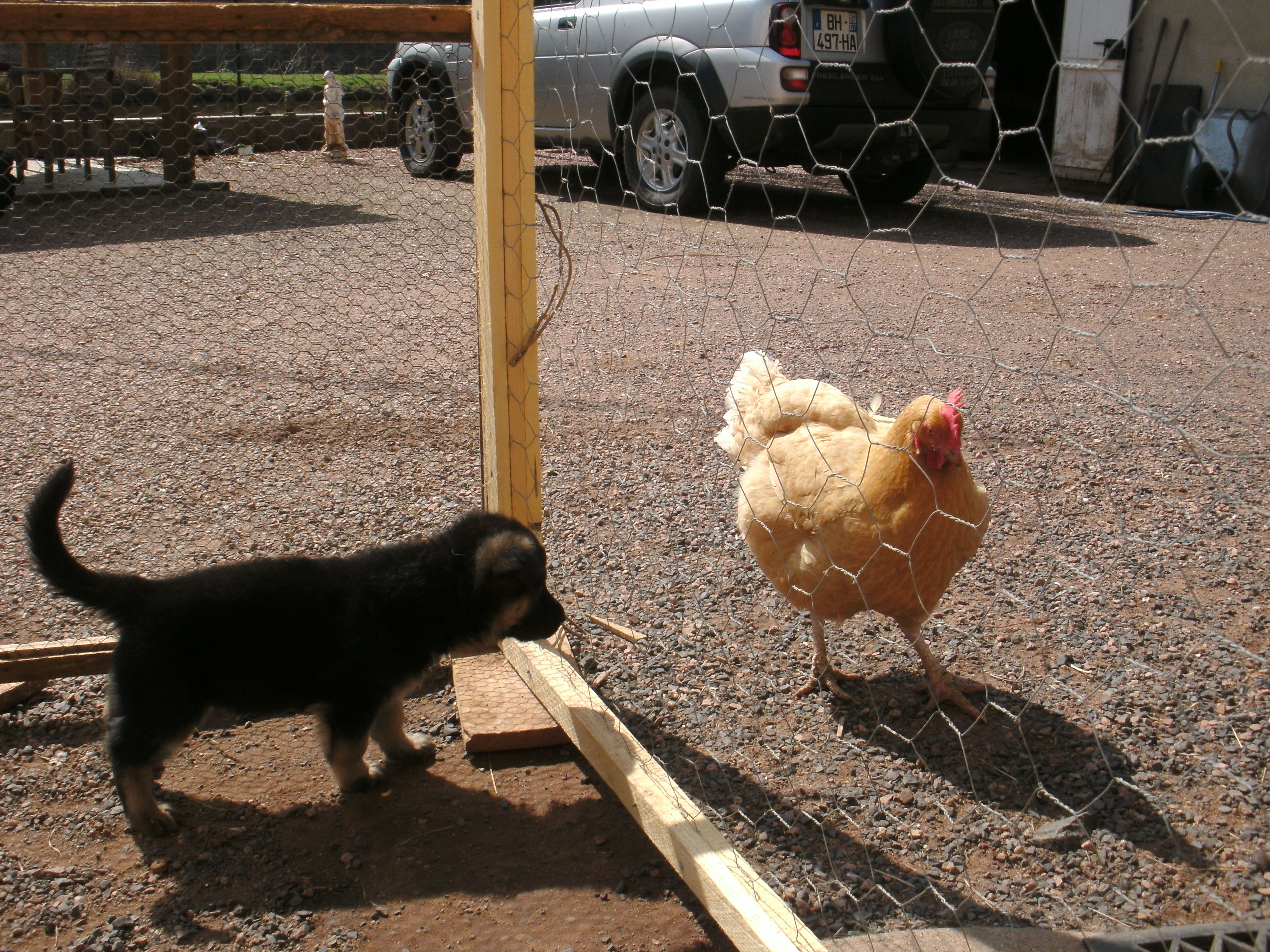 Honey ignoring a curious puppy