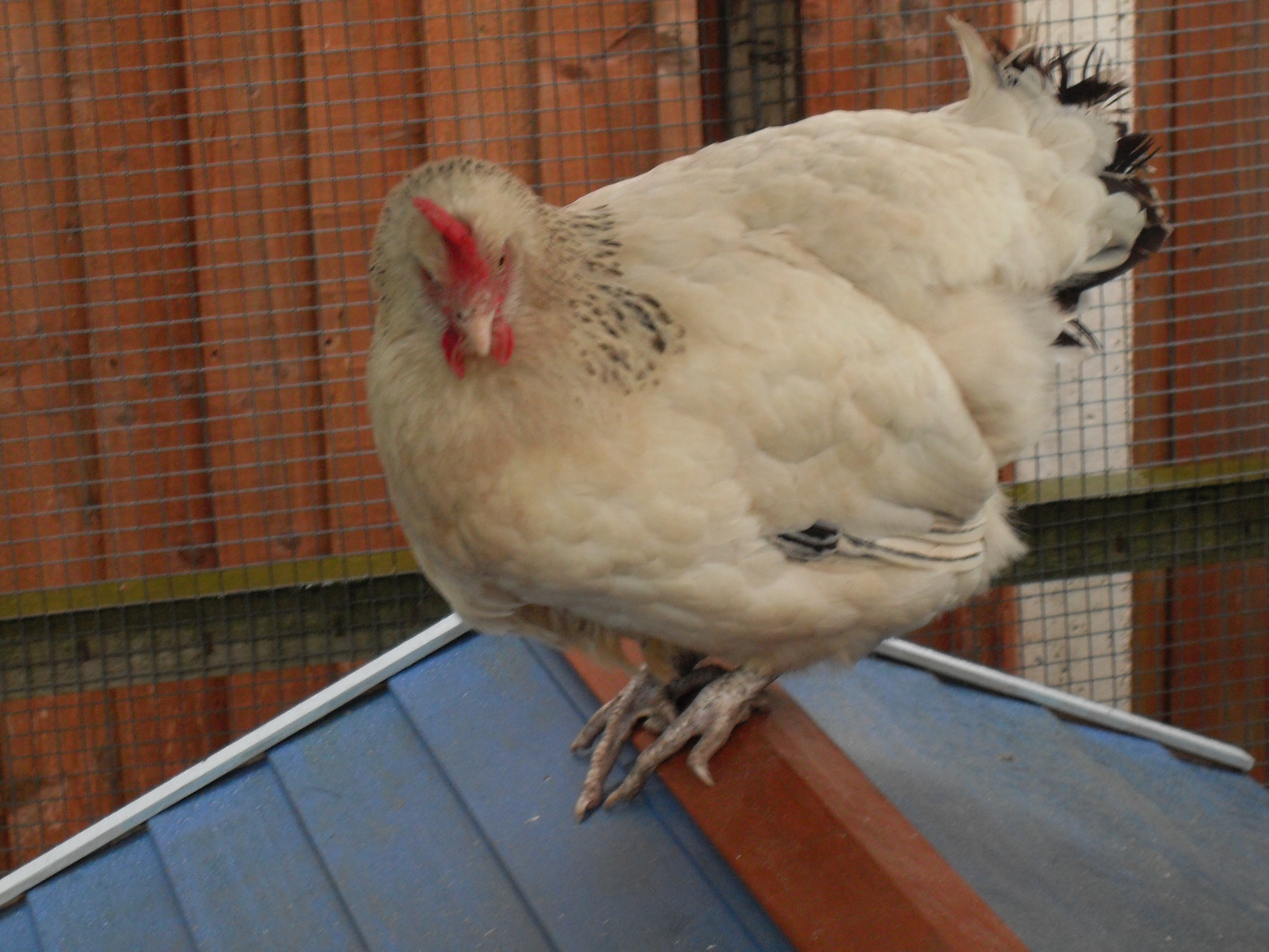 Honey (Light Sussex) being a rebel - only time any of them have perched on the new coop and it had to be her !!