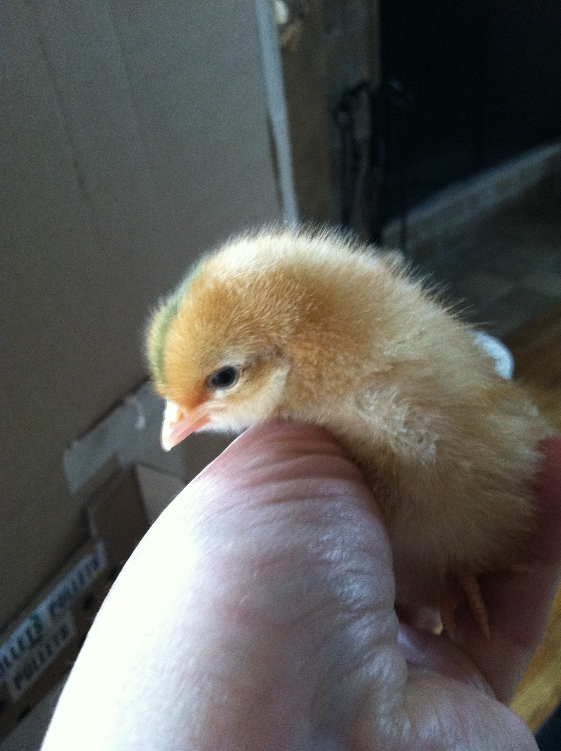 "Honey", my Buff Orpington chick at 1 week!