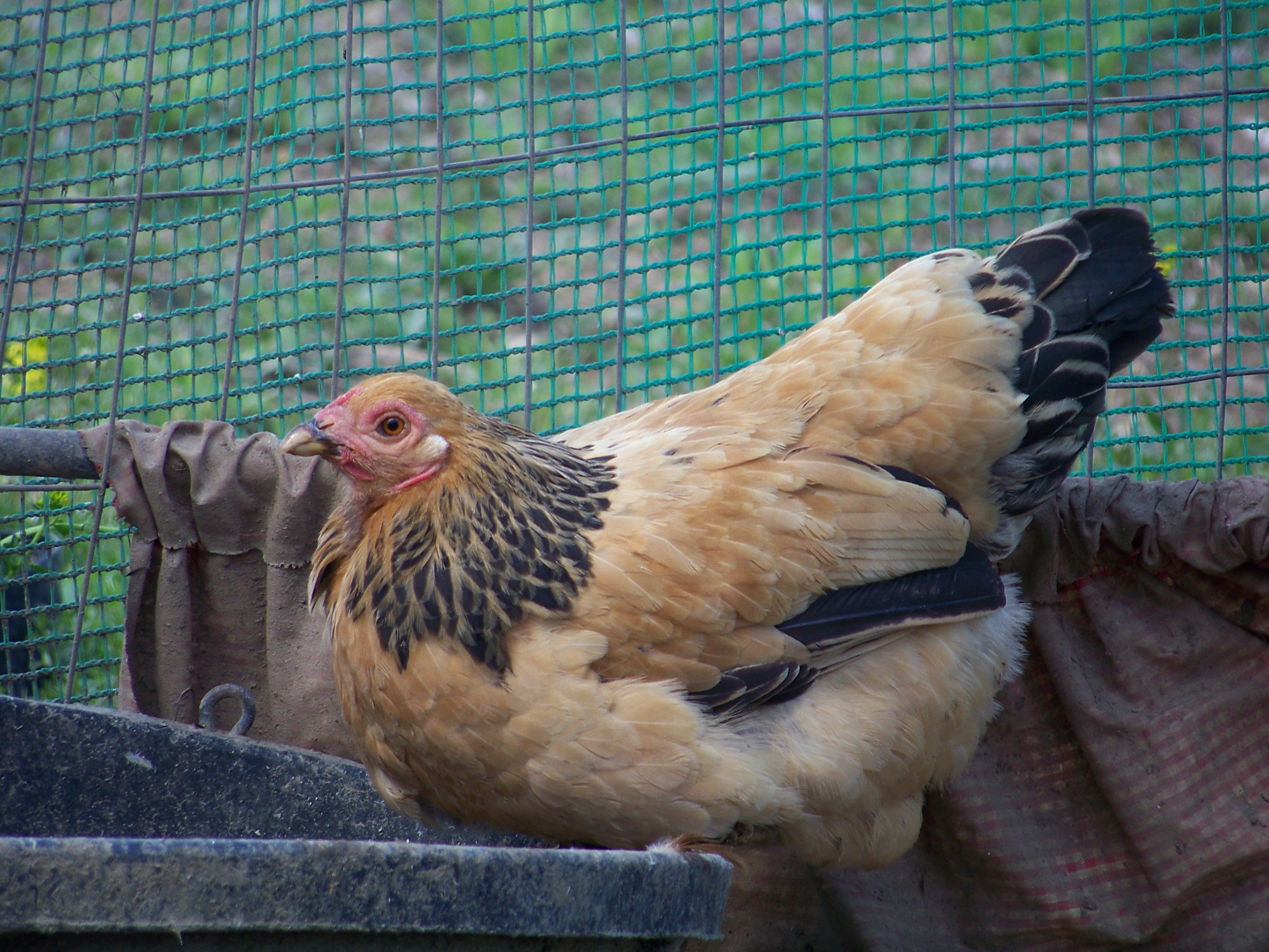 Honey (or Ginger..) (buff Brahma bantam hen) - debating a dip in the "duck bucket".