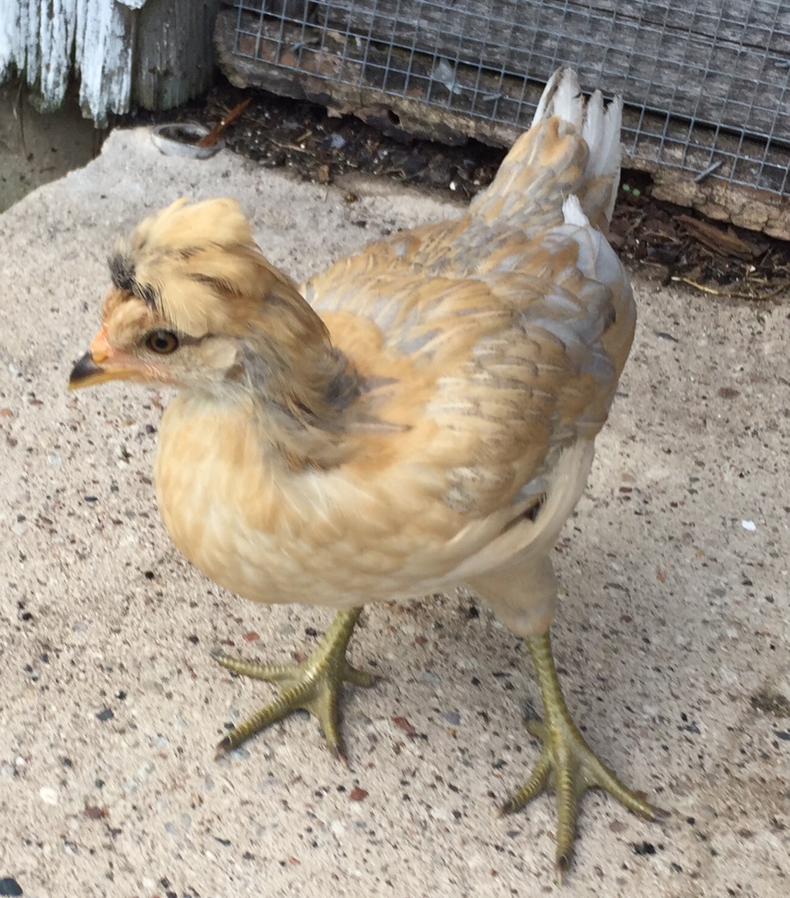 Honey.  She is my sidekick.  Since she is the lowest-ranking bird in the coop, she likes to hang with me for protection.  I nursed her back to health from a near fatal neck pecking.  The feathers are finally growing back.