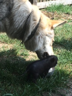 Honey shearing her samolina with his wolfdog friends