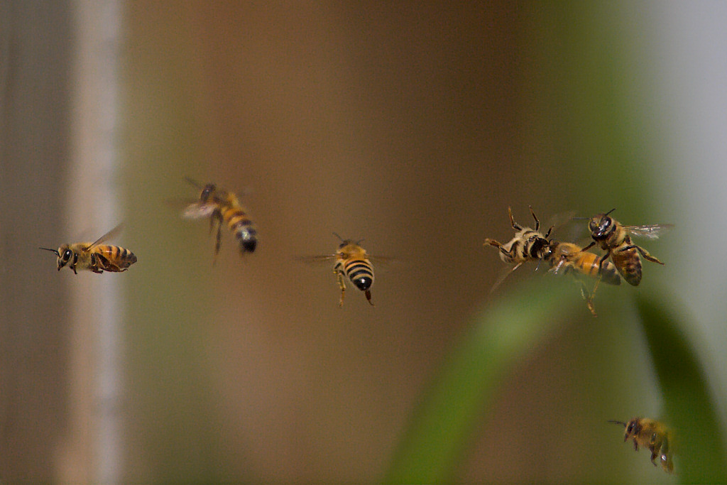 Honeybee_X5240768_05-24-2011-002