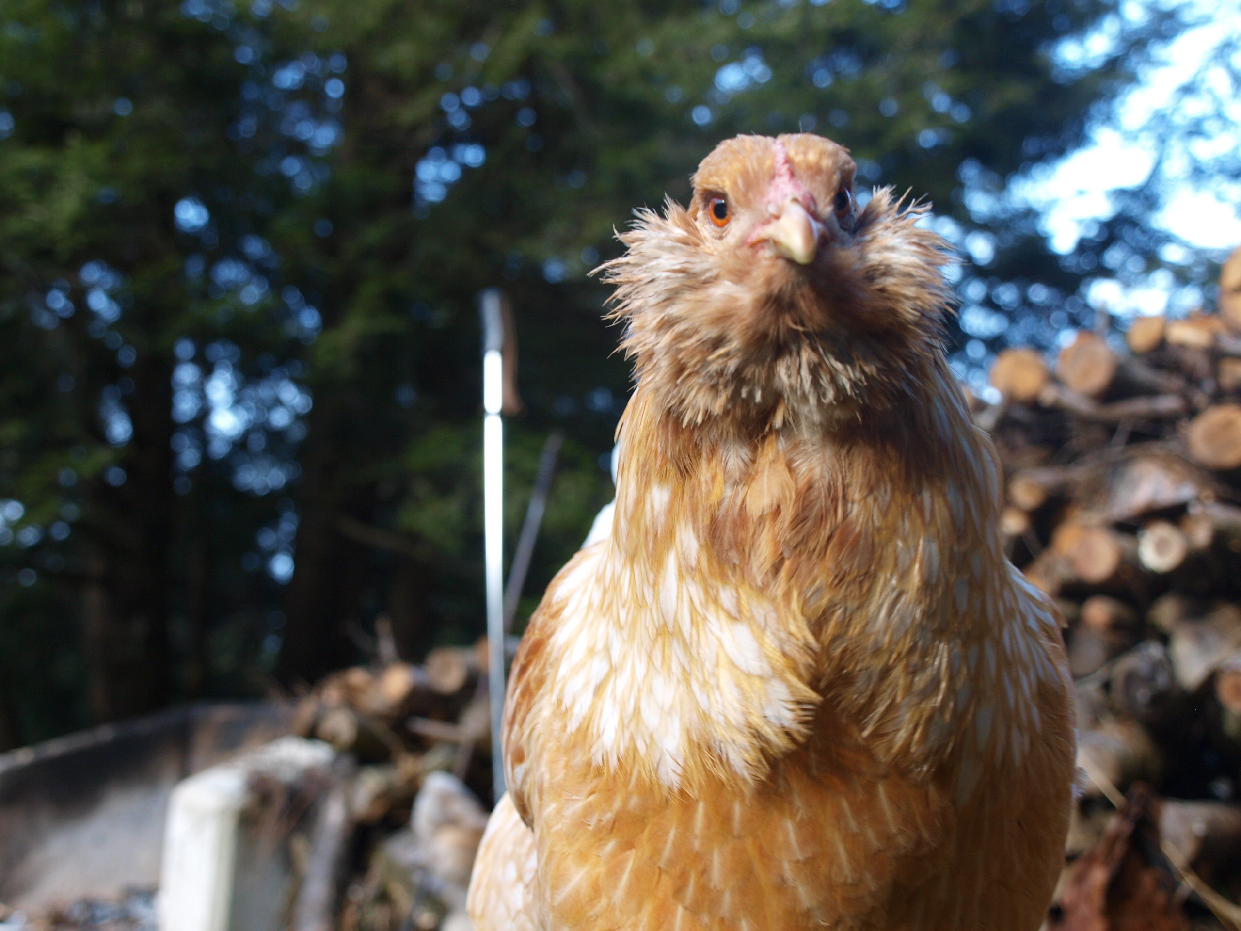 Honey's been drinking
down at the old mud hole