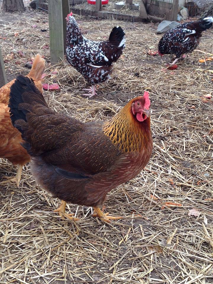 Honk is a Wellsummer and our two Speckled Sussexes (Whitie and Speckle) are in the background
