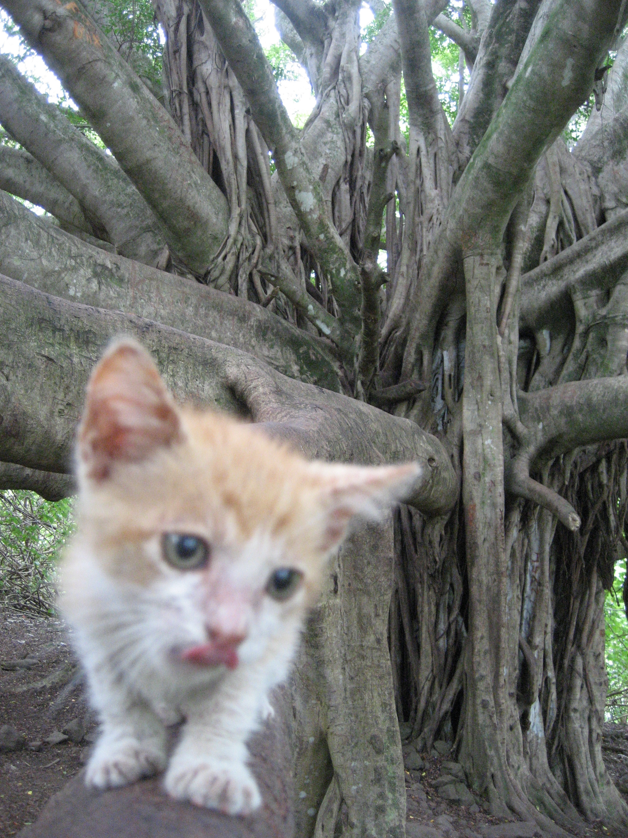Ho'omana on banyan tree.