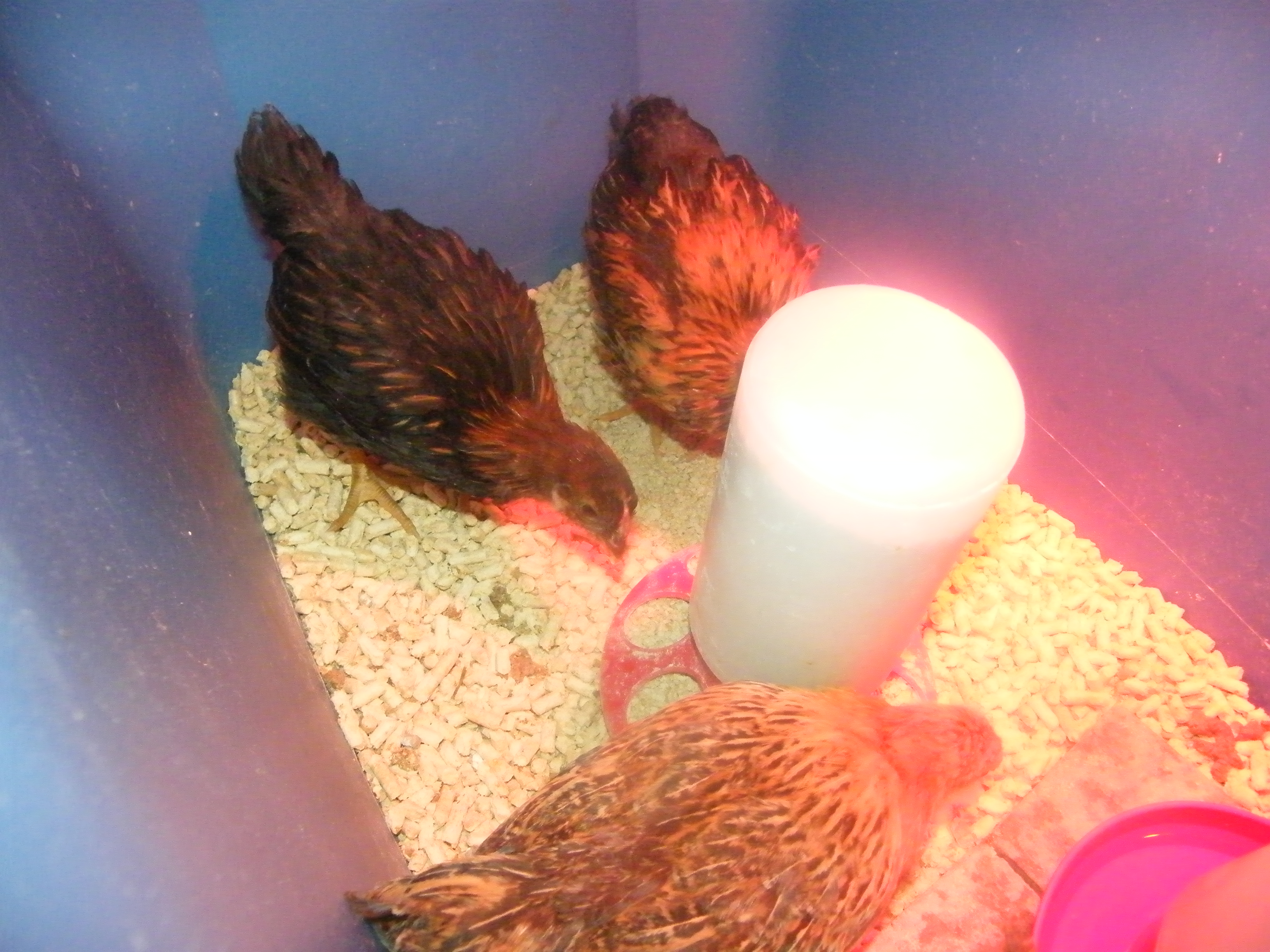 Hooters in front, Ethel back left, Lucy back right