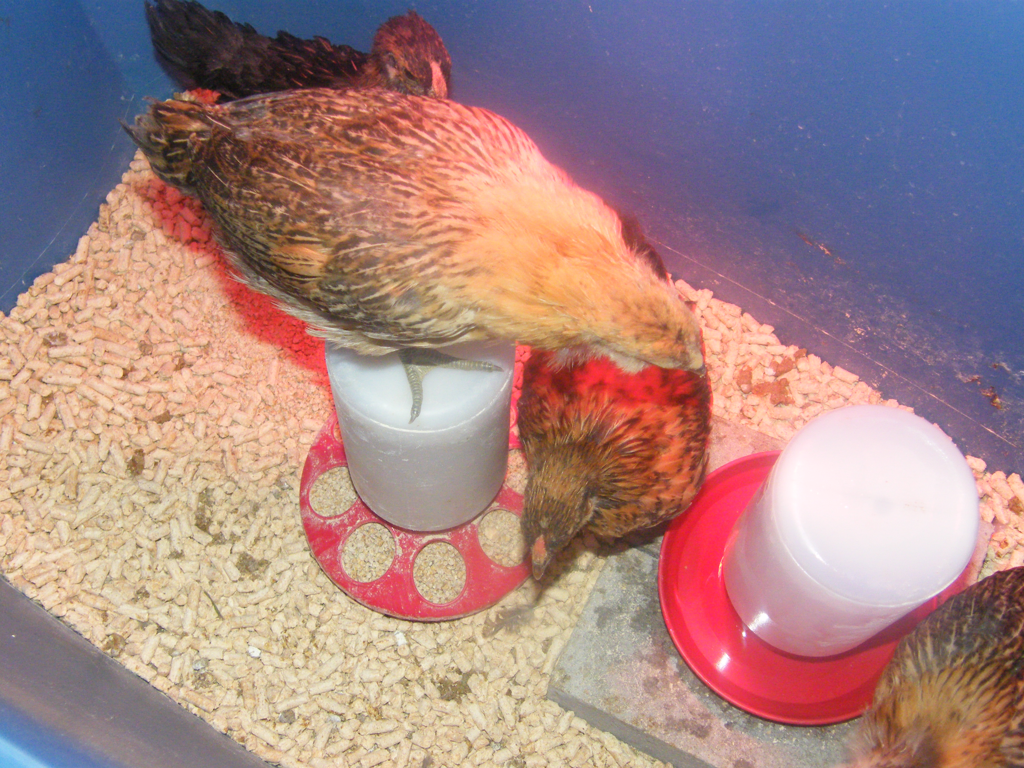 Hooters on the feeder with Lucy below, Ethel behind and Nugget in the front