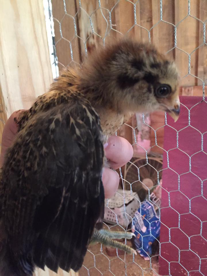 "Hootie" - Easter Egger - 3 weeks
