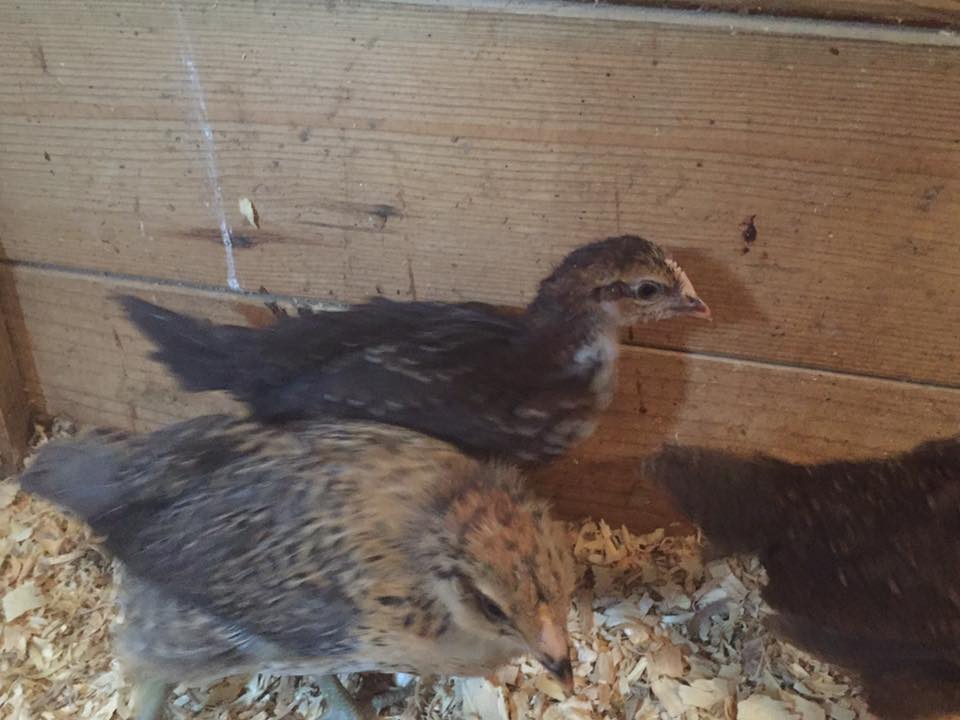 Hootie (Easter Egger) and Minnie (Speckled Sussex) - 4 weeks