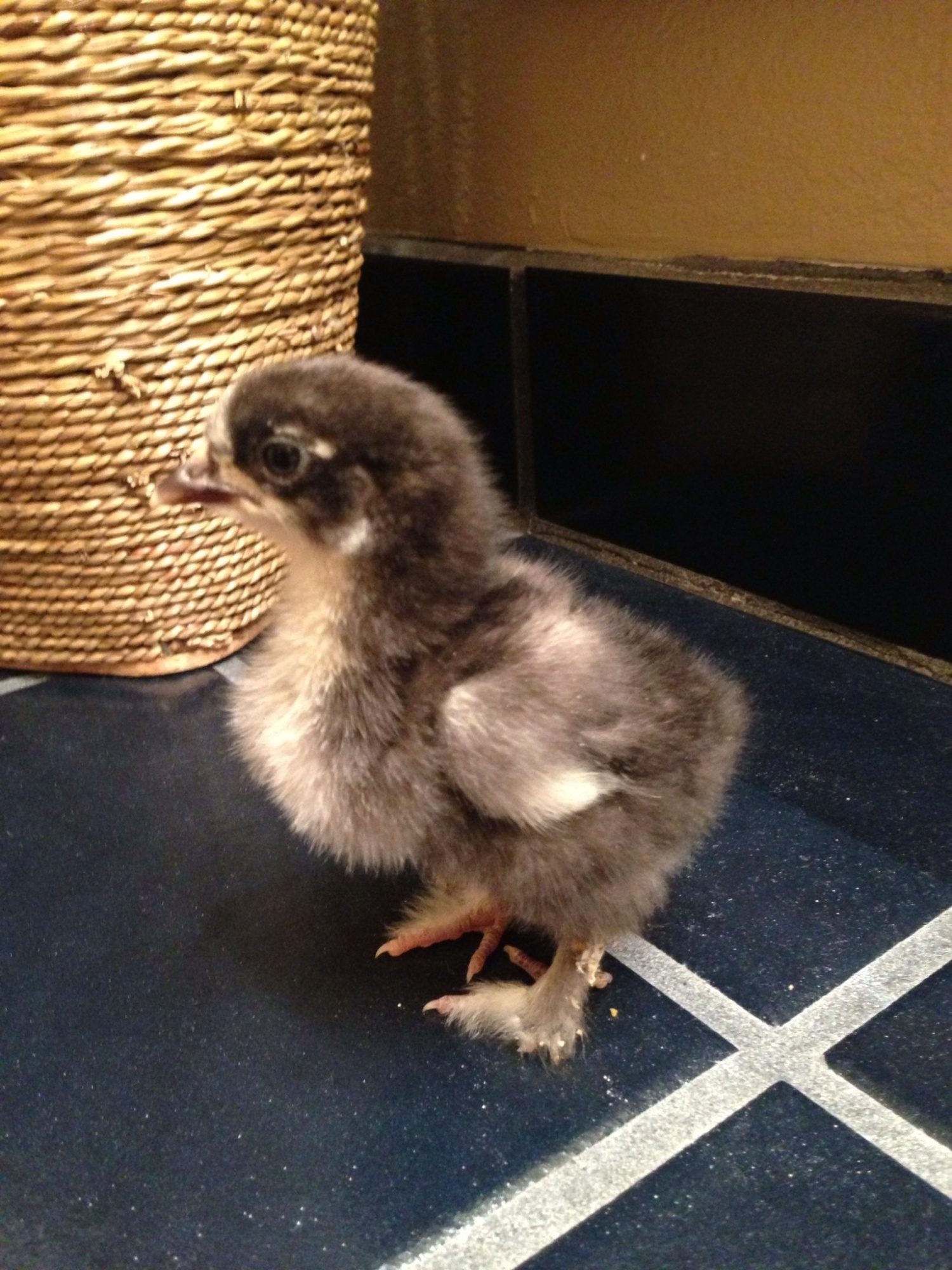 Hopefully mottled