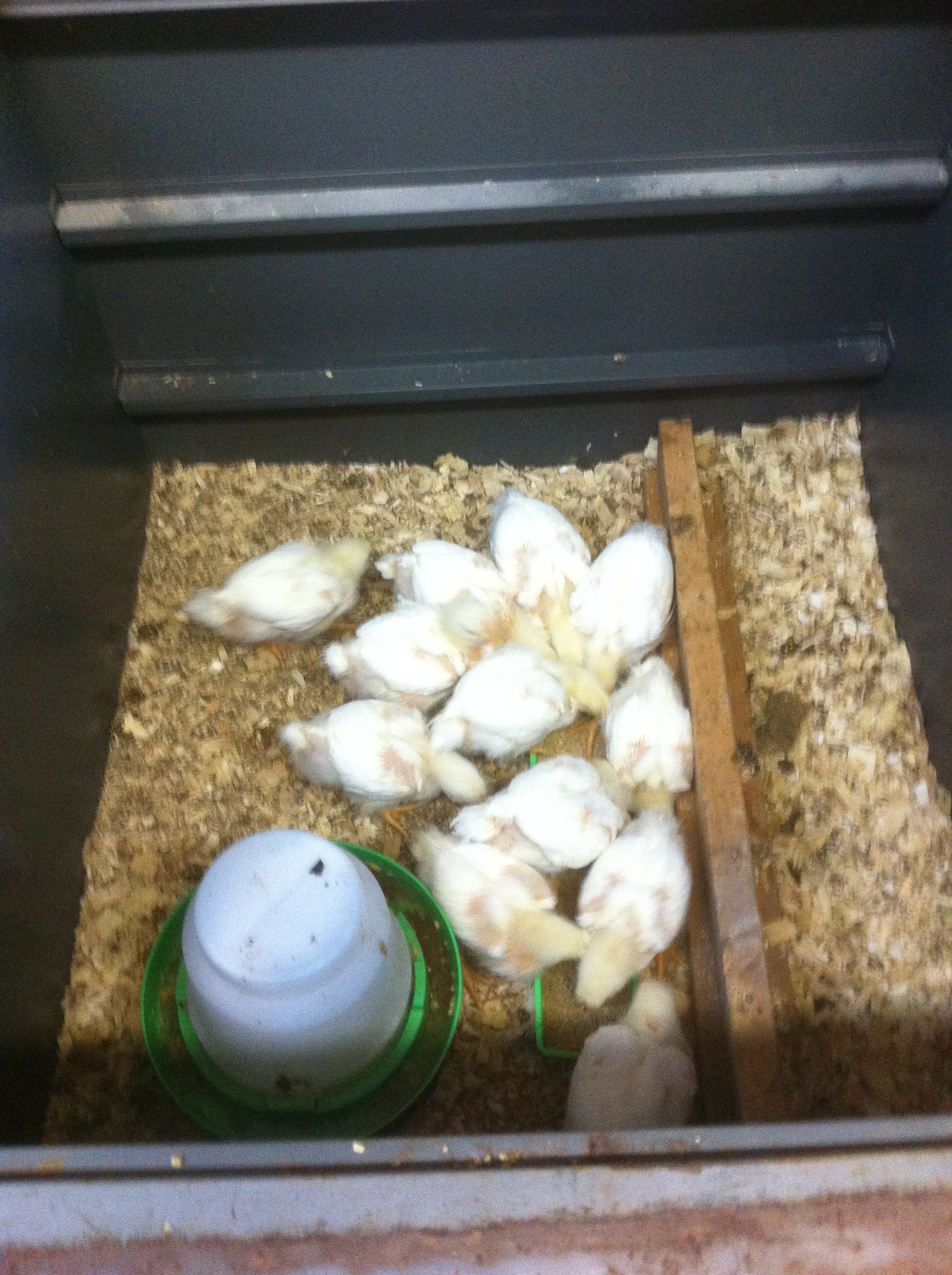 Hopefully the broilers will be going out to a new chicken tractor soon!  Getting crowded and hard to keep their brooder clean!!!
