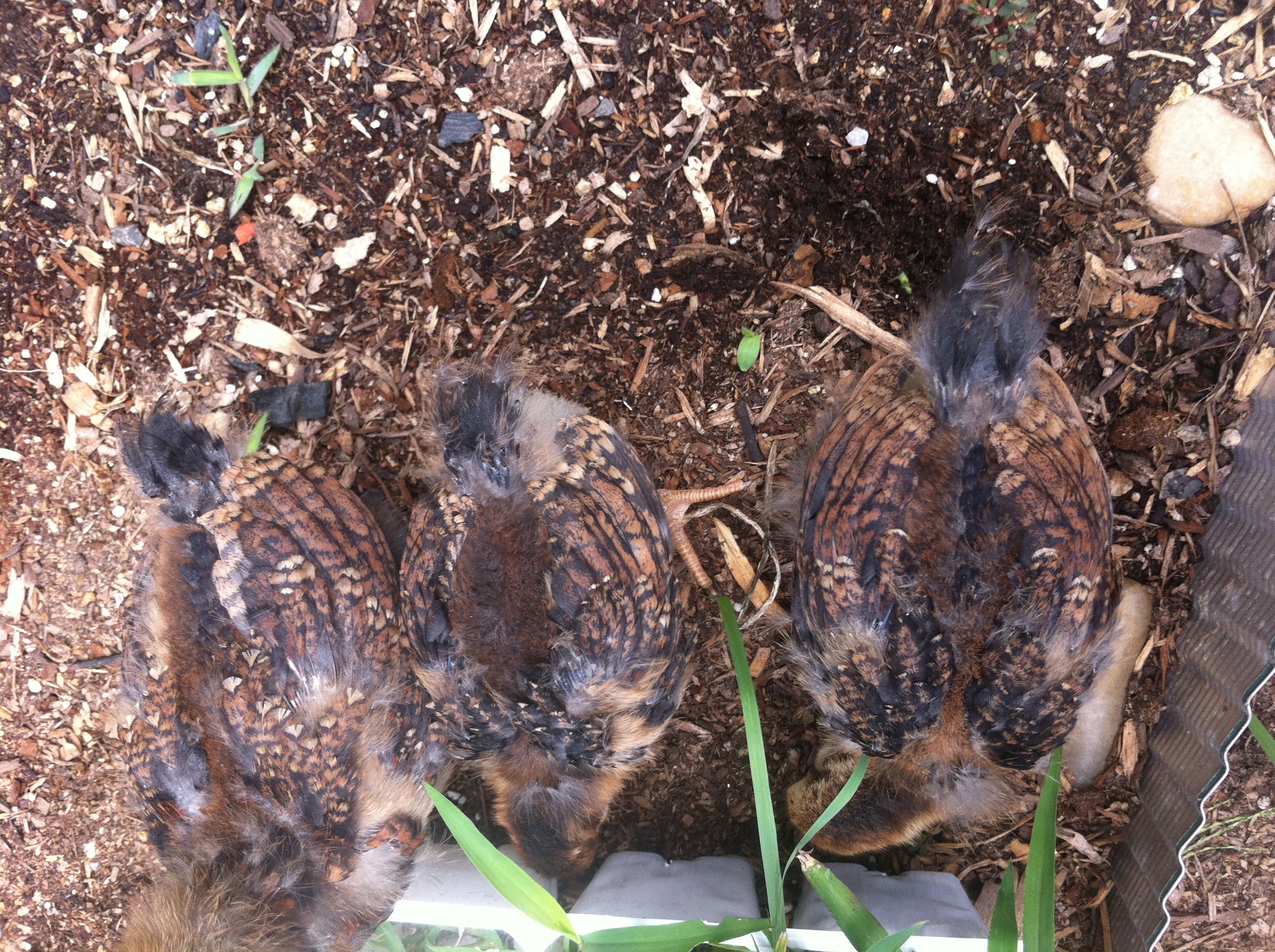 Hoping for at least one splash