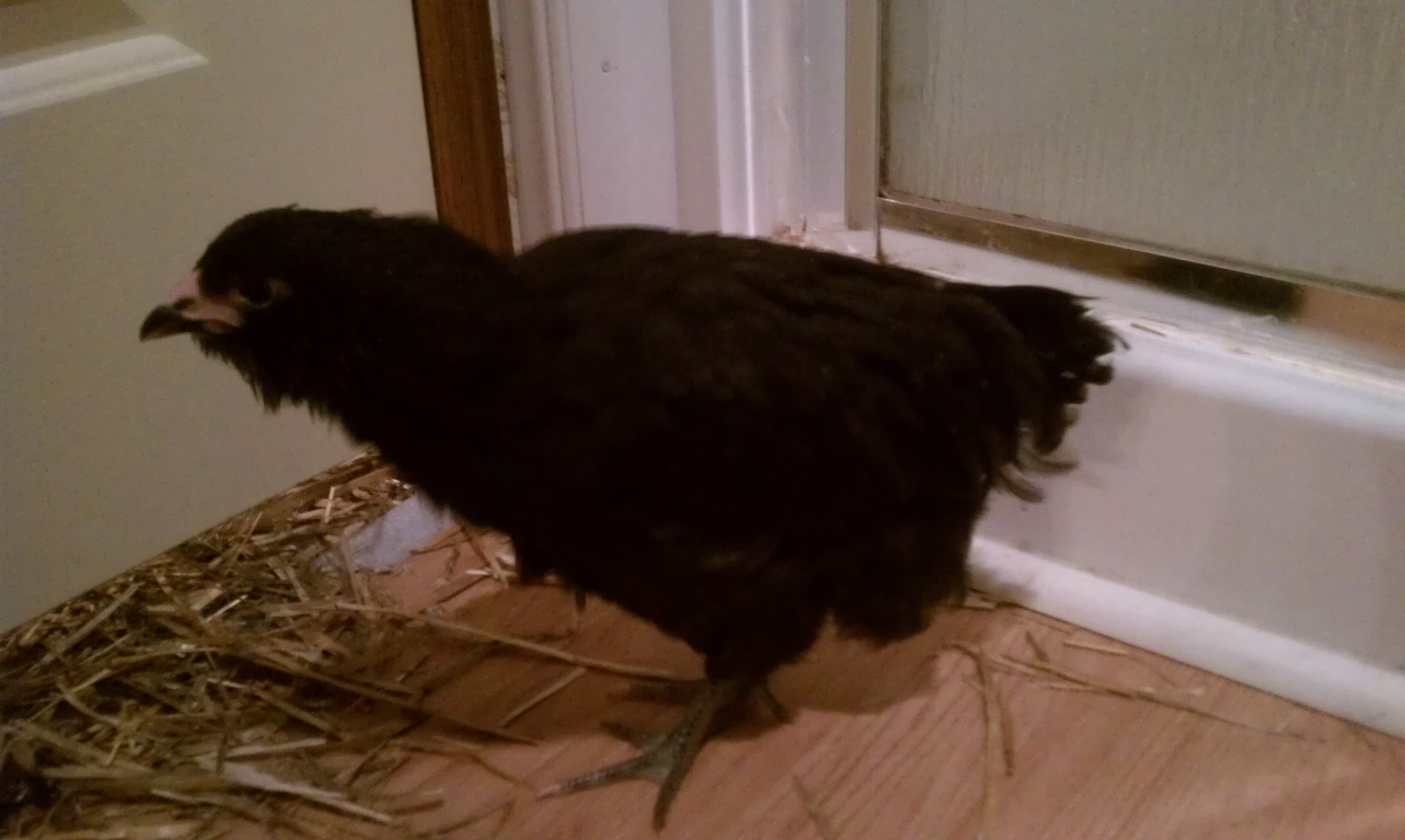Hoping it's a "her", or that I at least have 1 hen outta the 3!