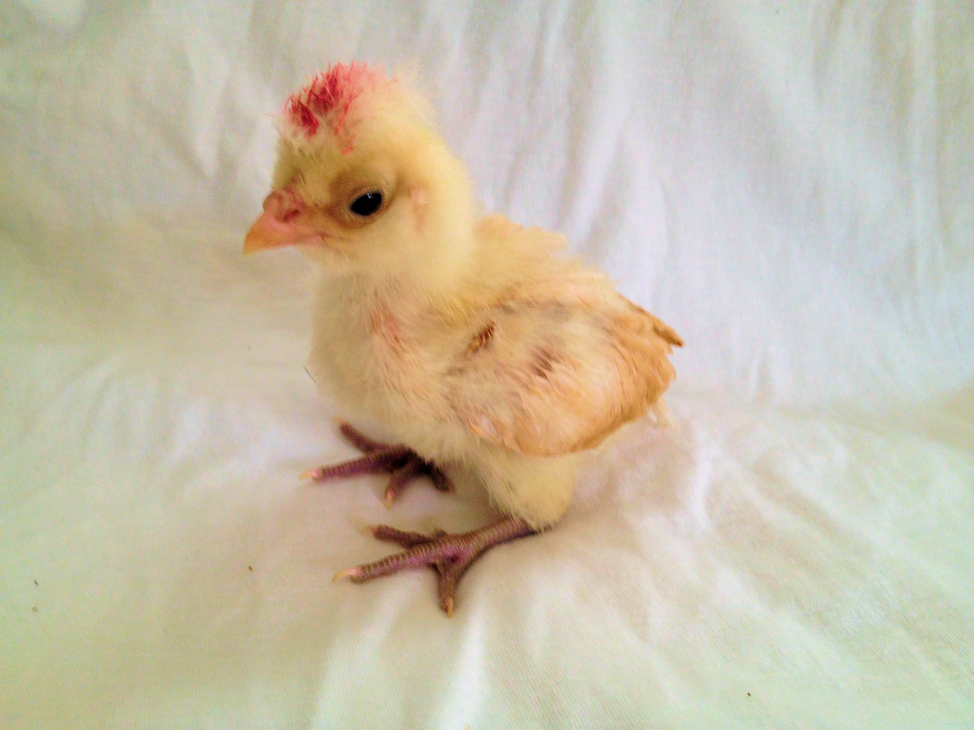 Hopper our little Buff polish Laced