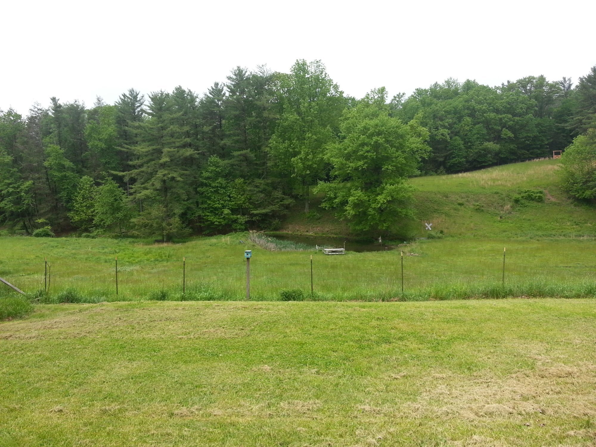 Horse pasture, Pond area