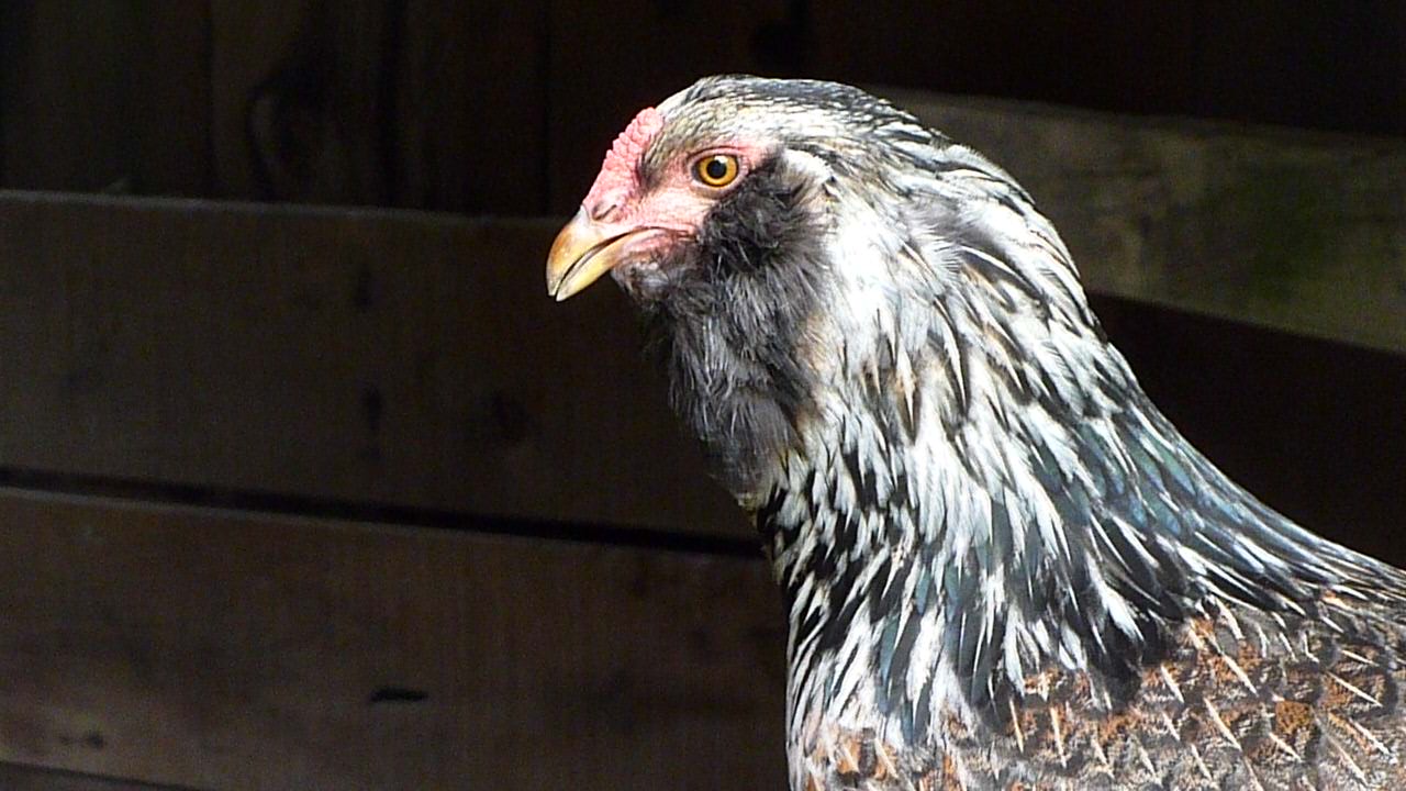 Horus the Ameraucana