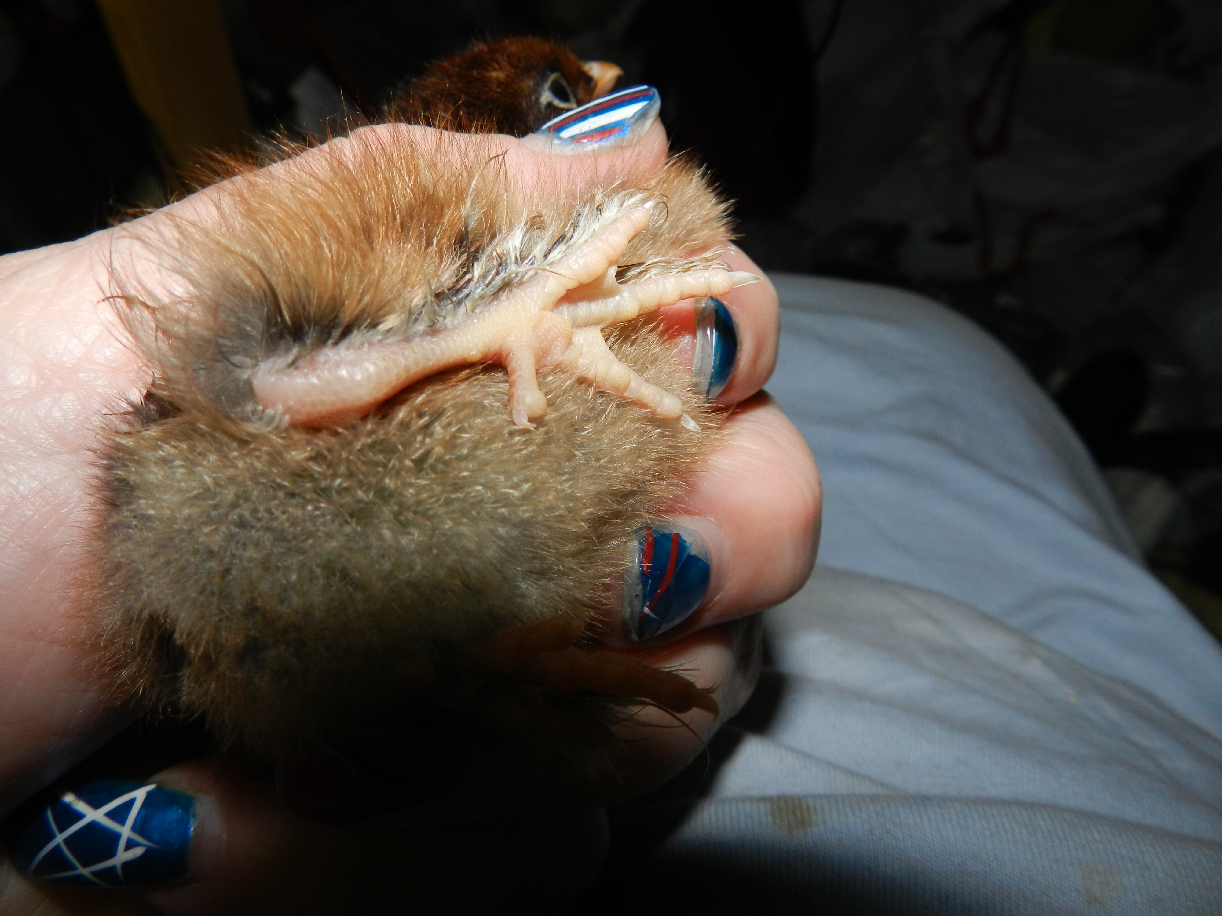 Hoss feet