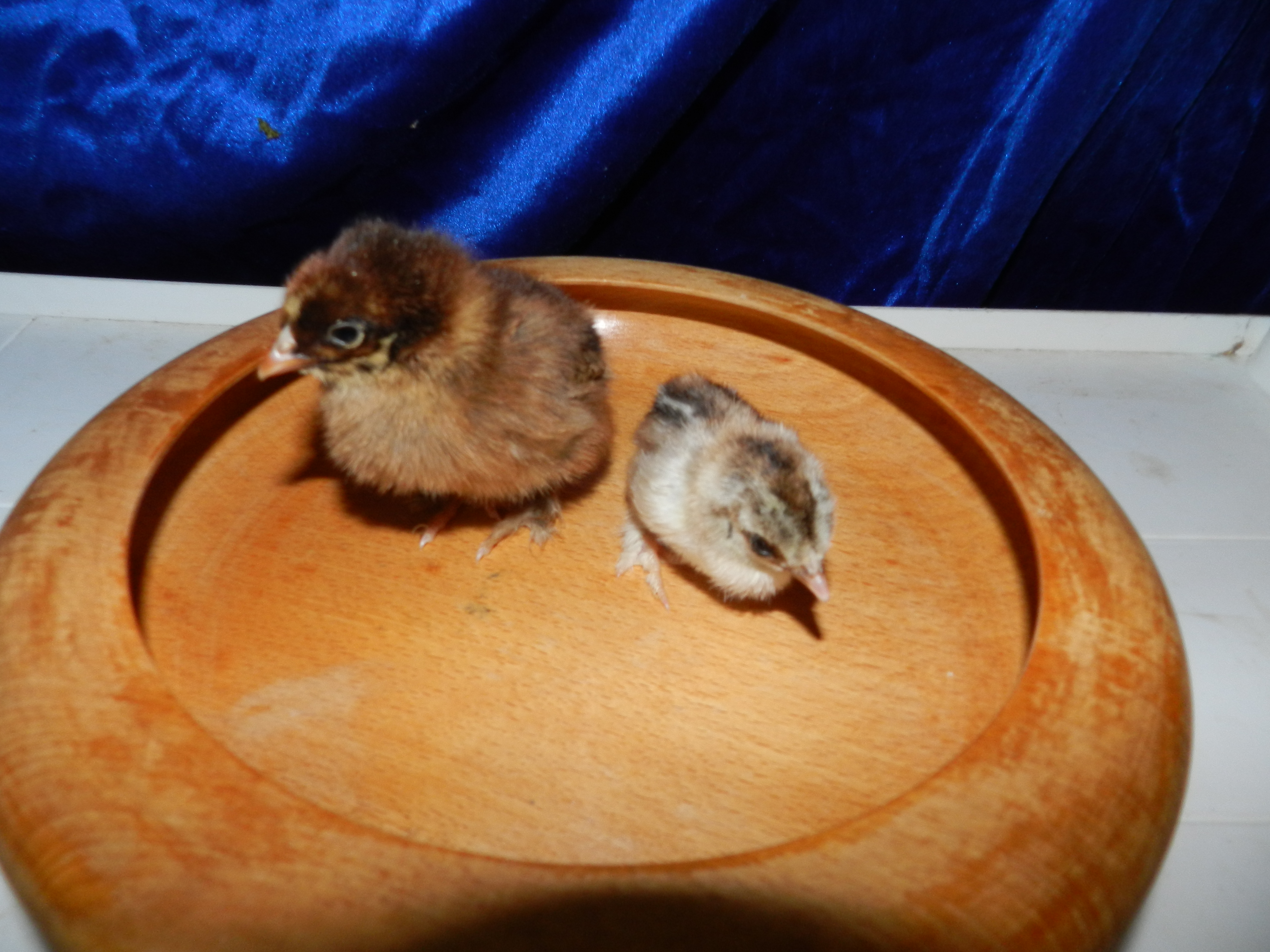 hoss left Runt right the biggest and smallest in hatch