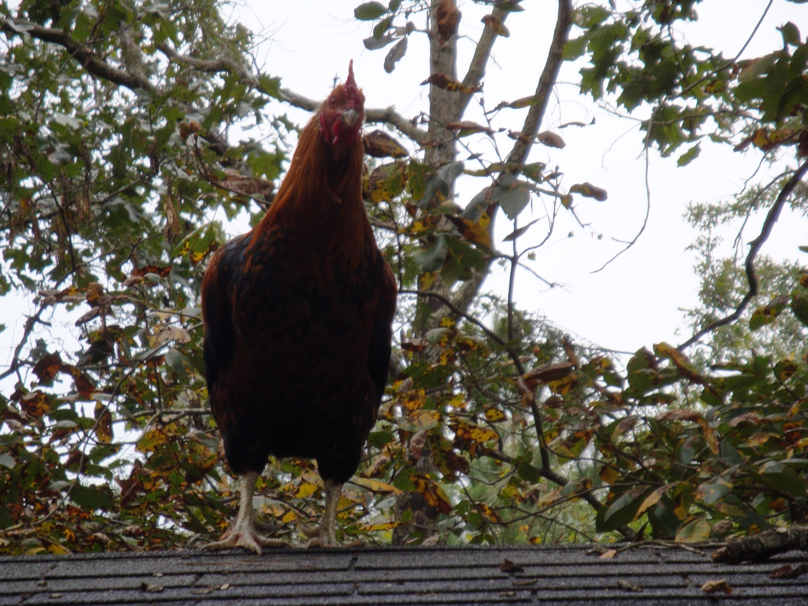 Hoss on top of his coop.