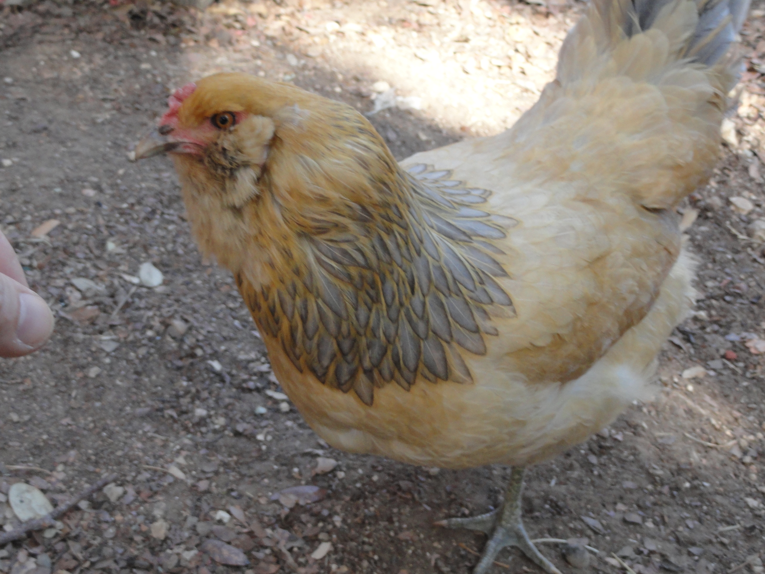 "Hot Chocolate" (Americana)