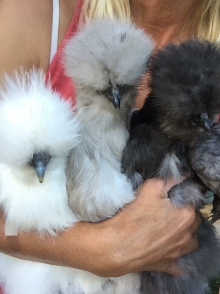 Hot Sauce, Chewbacca, Chainsaw