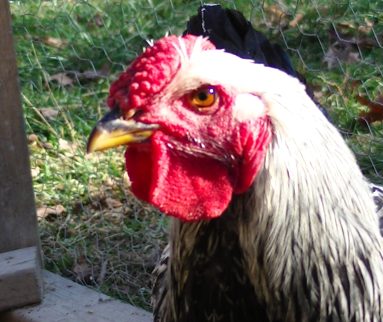 Hotrod always looks so serious.