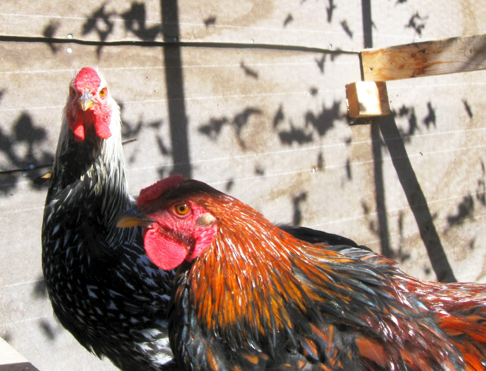 Hotrod and Roho.  Roho was my free, rare, exotic chicken from McMurray; don't know what he is.