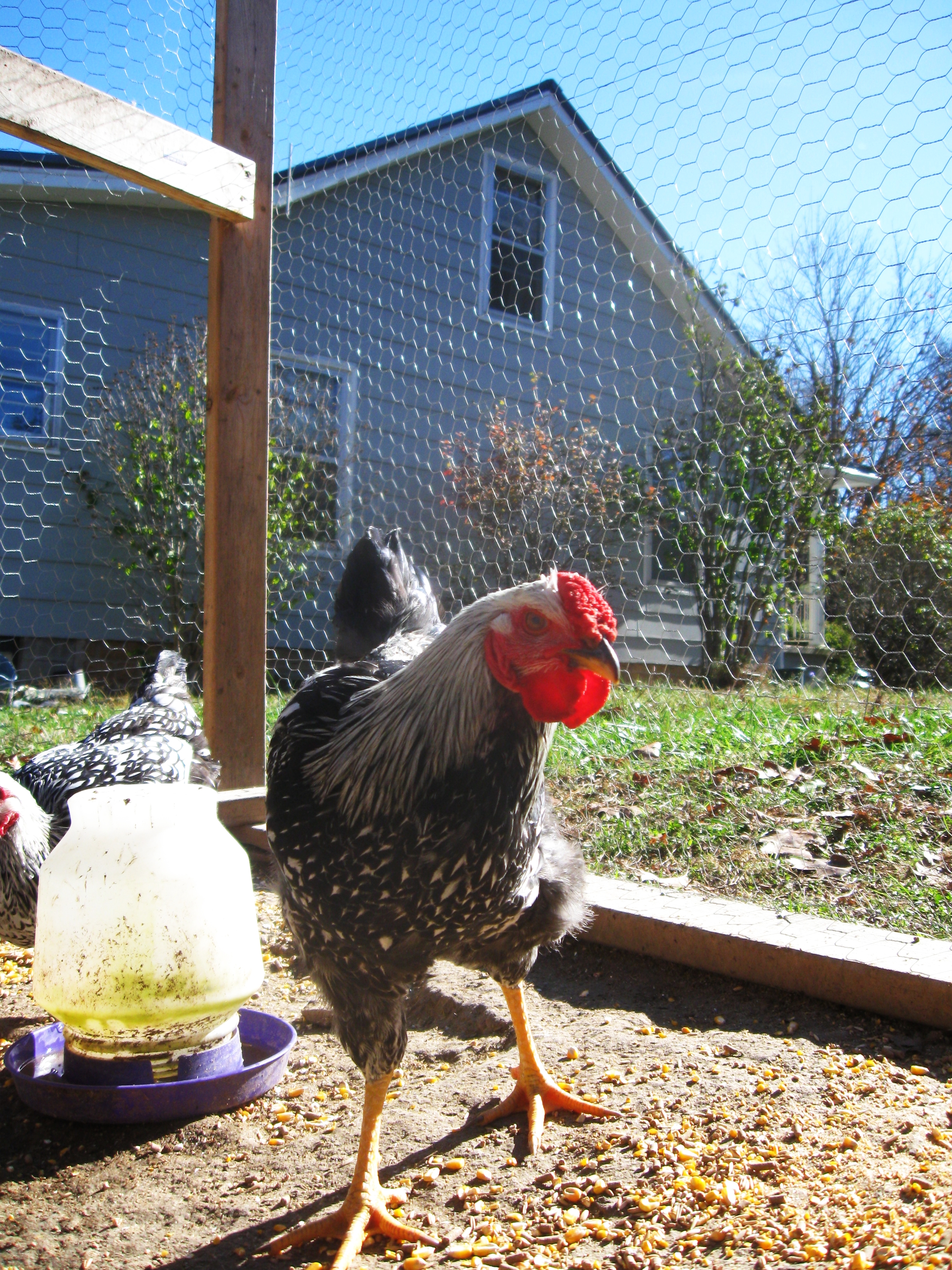 Hotrod.  Our house in background.