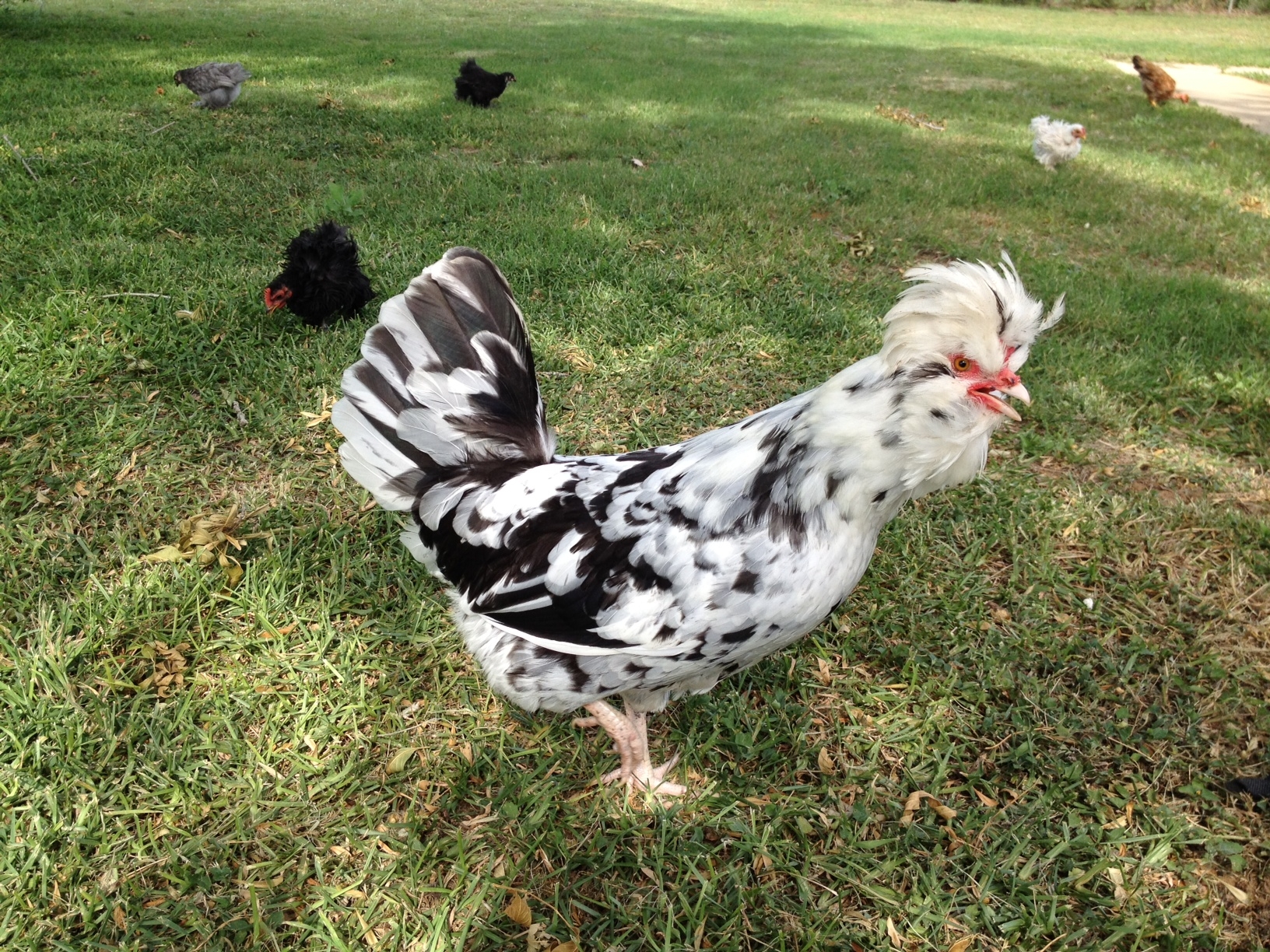 Houdan hen - she rules the roost!