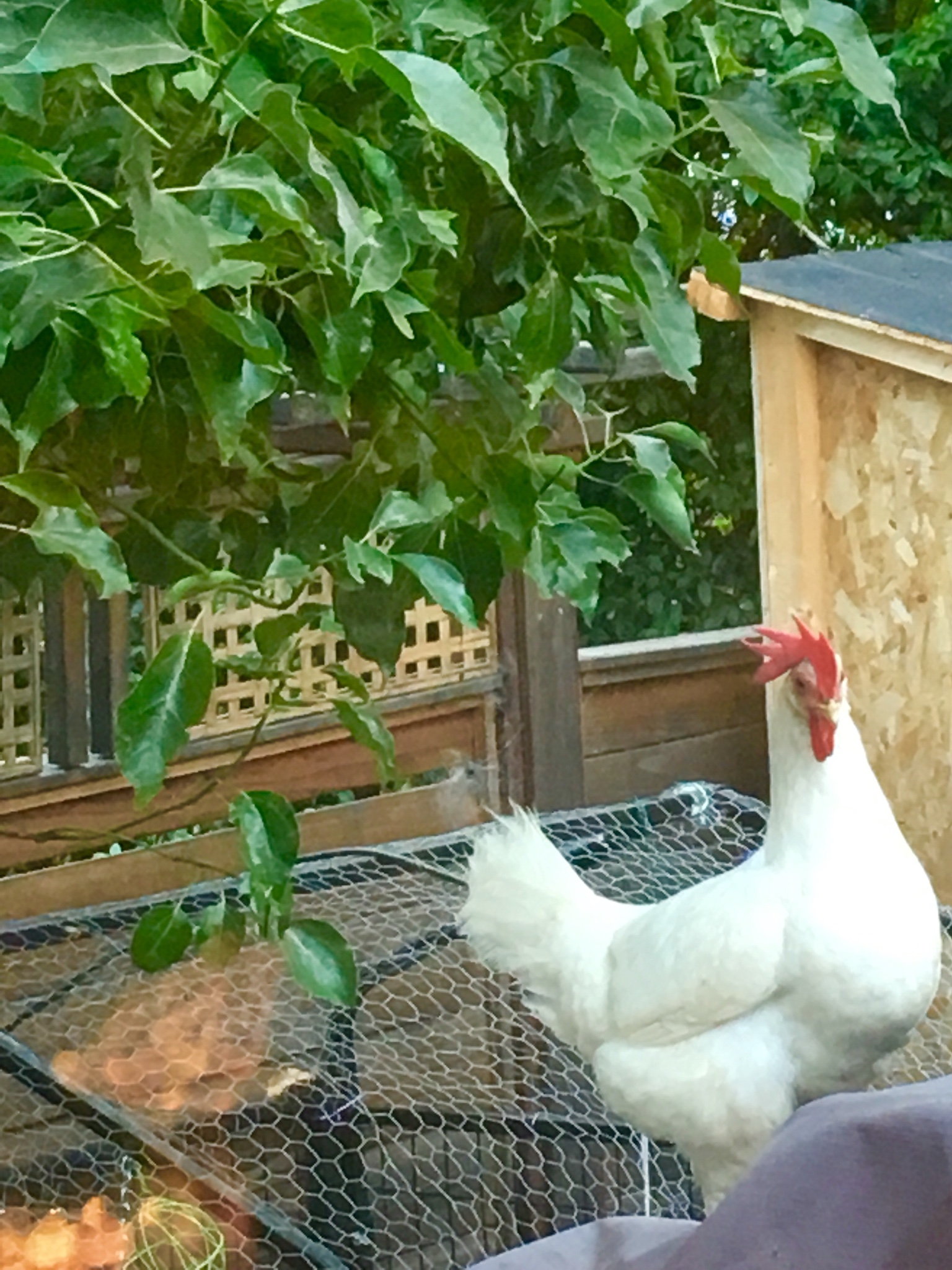 Houdini- always escaping