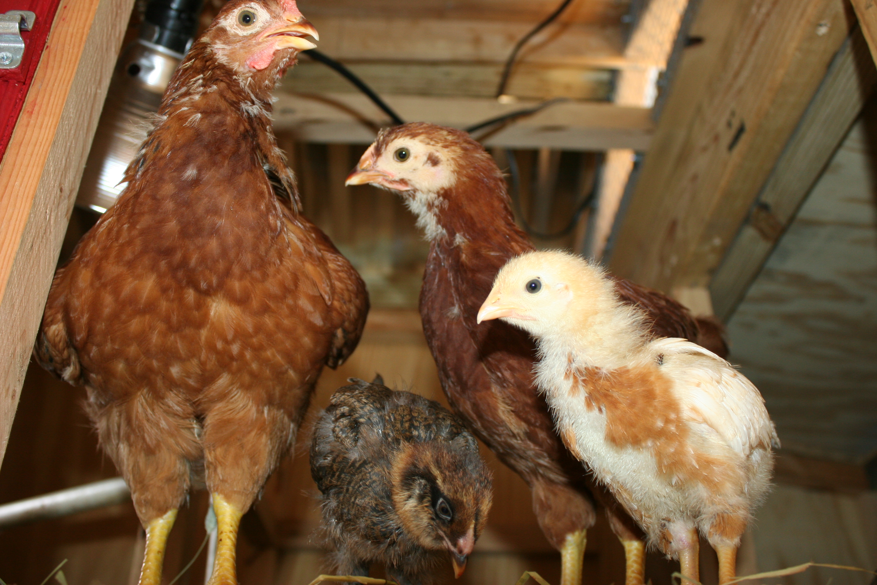 Houdini, Bandit, Hardy, & Omelet