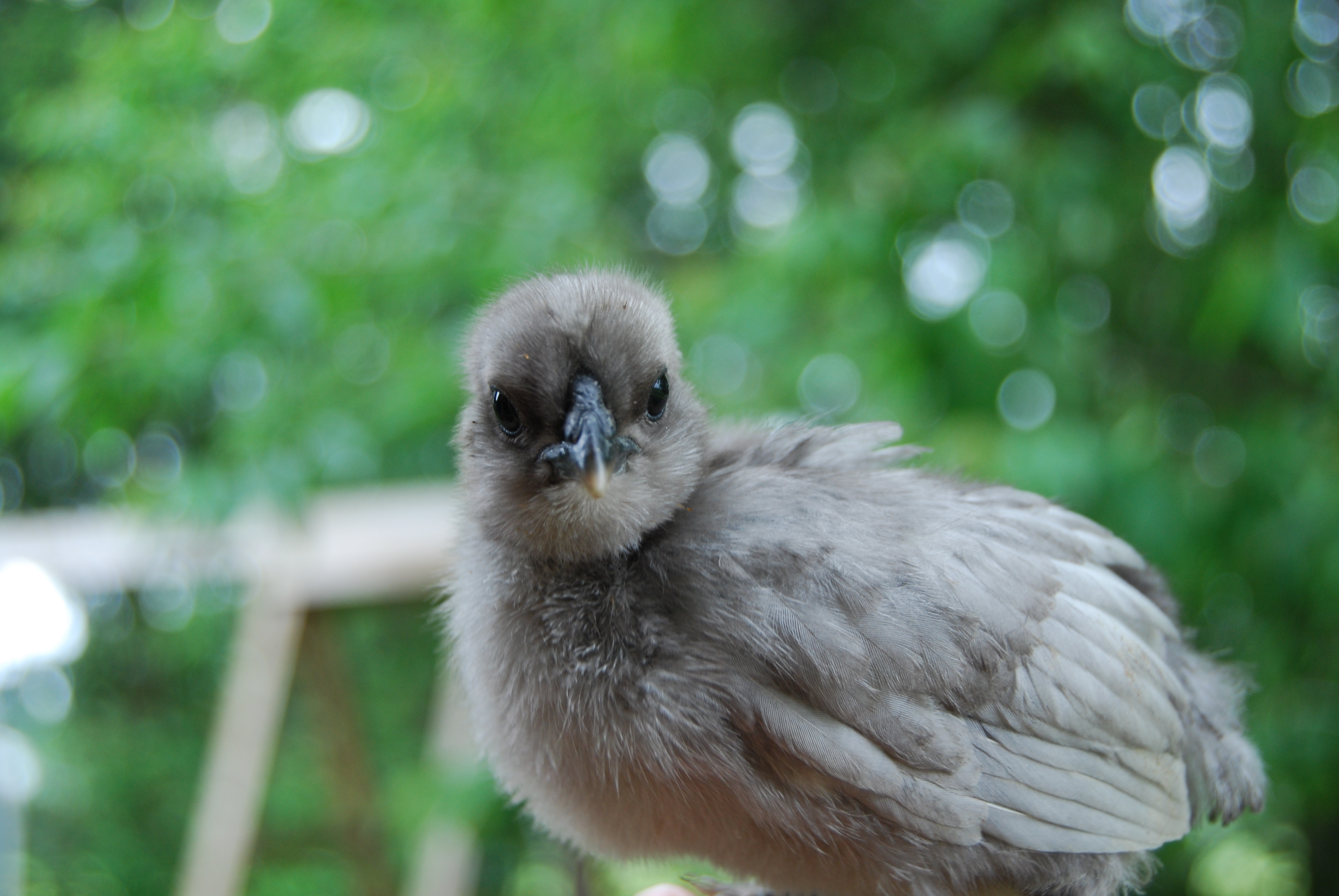 Houdini face shot and wings
