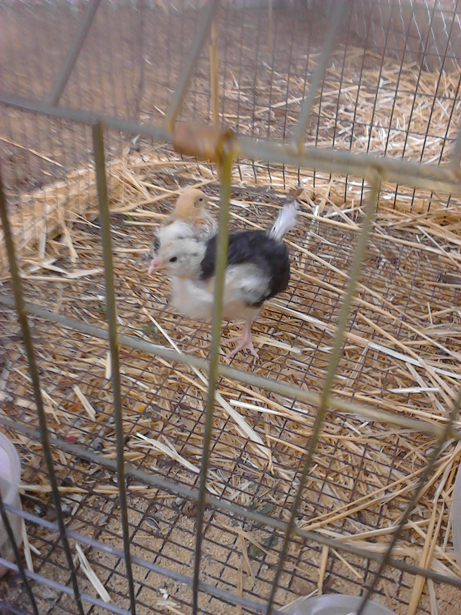 Houdini standing in her cage, with Arashi's head peeking over her shoulder.
