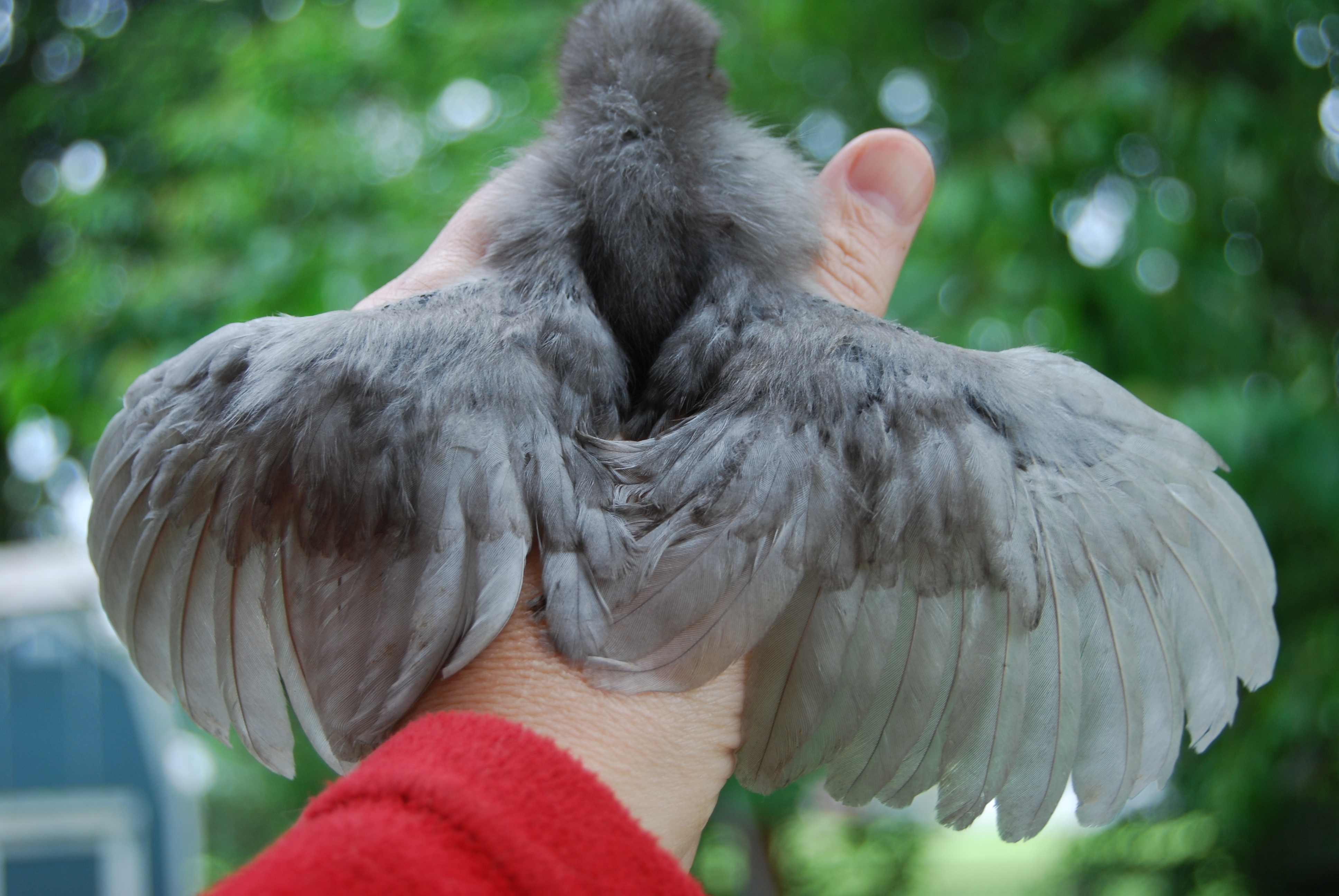 Houdini's wings spread.