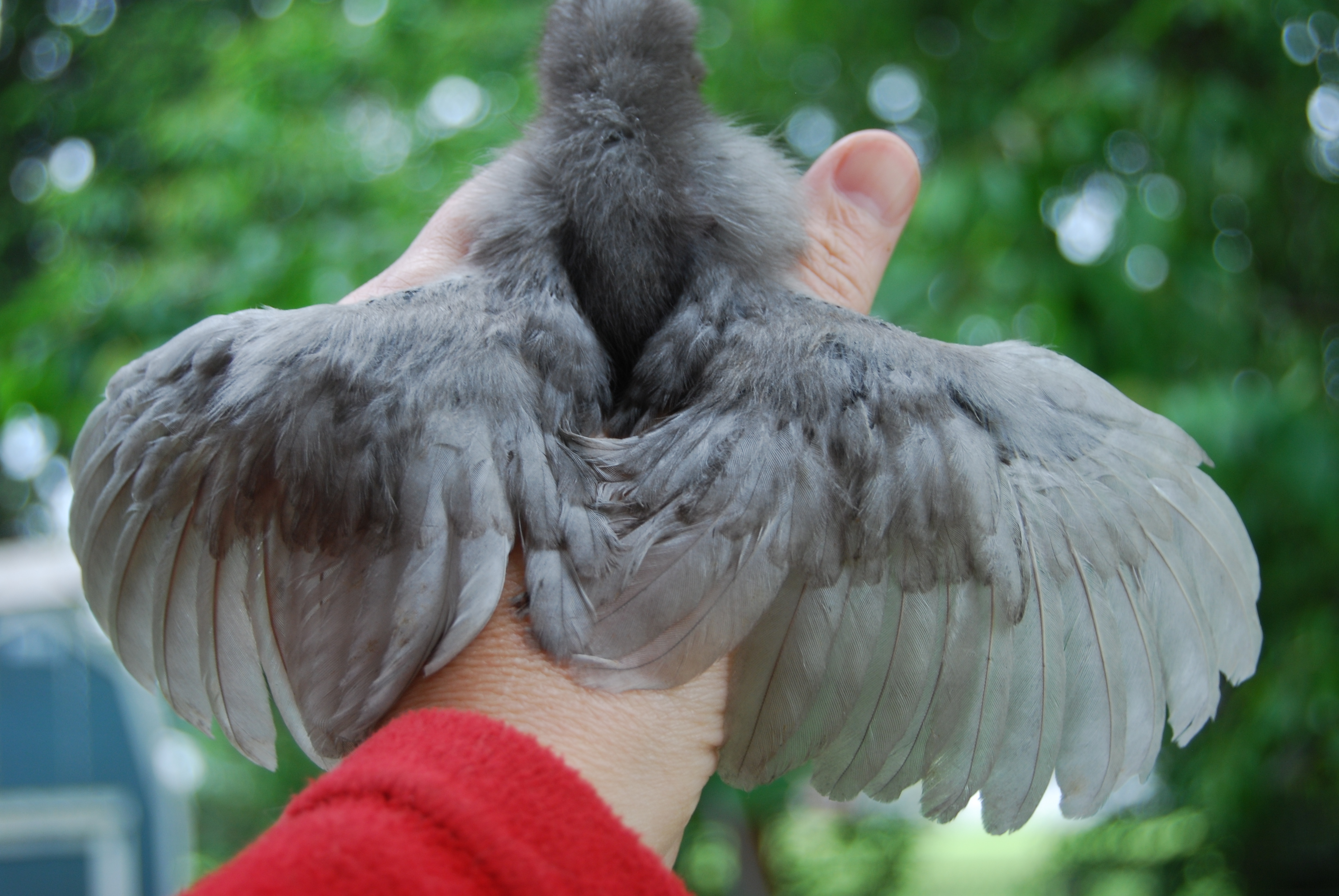 Houdini's wings.