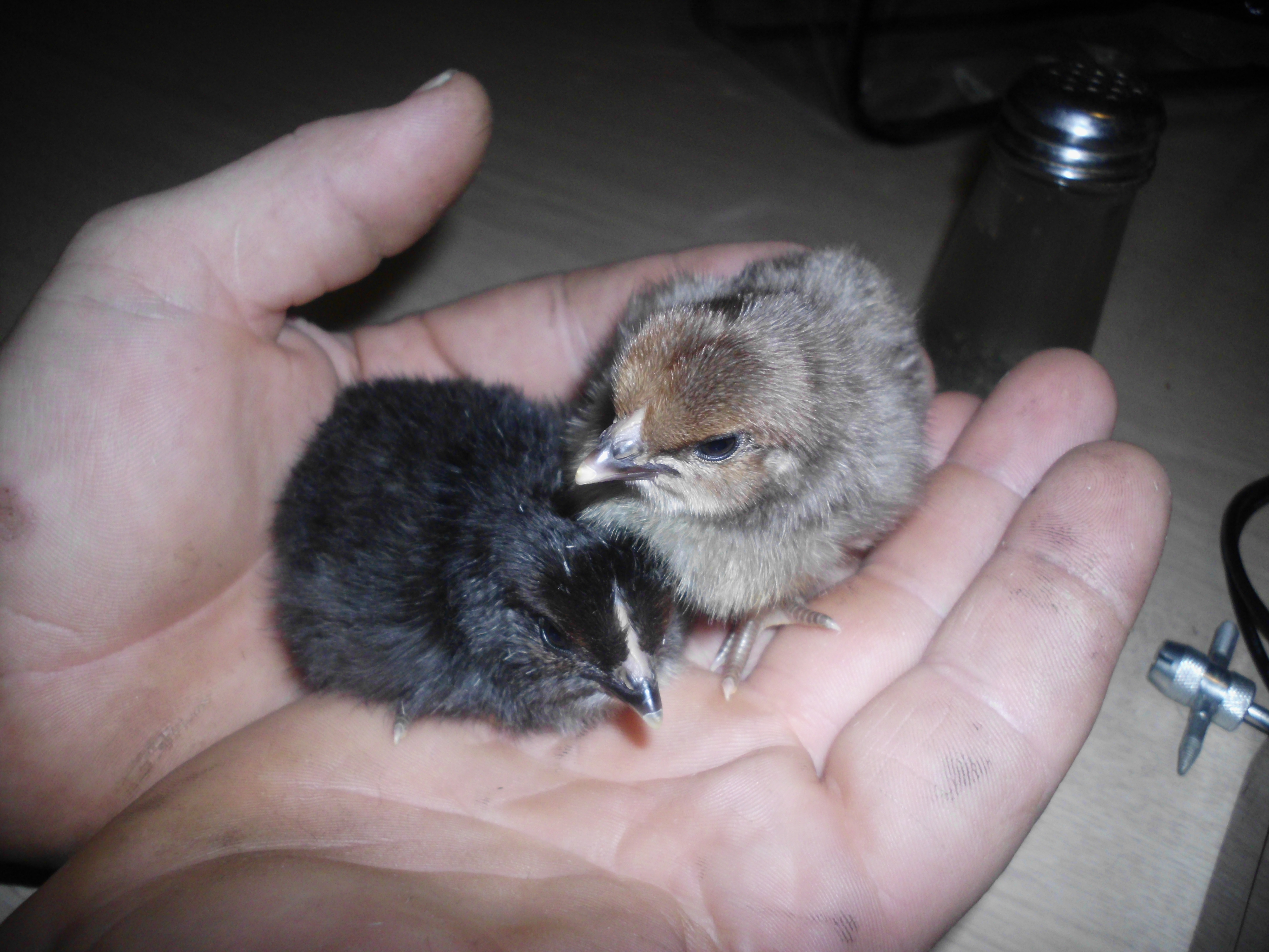 hours old