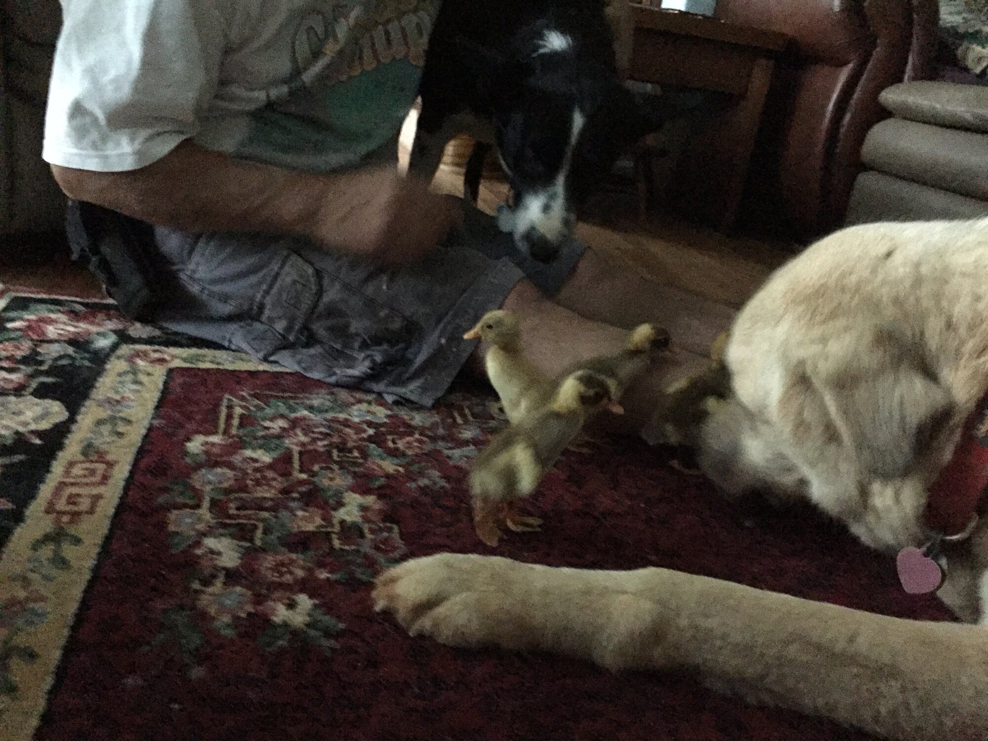 House ducks with Honeybear