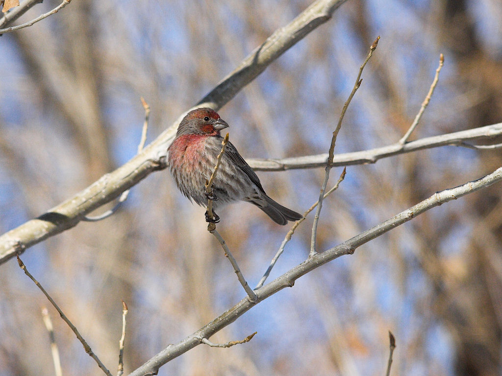 House_finch_XB119848_11-11-2019-001