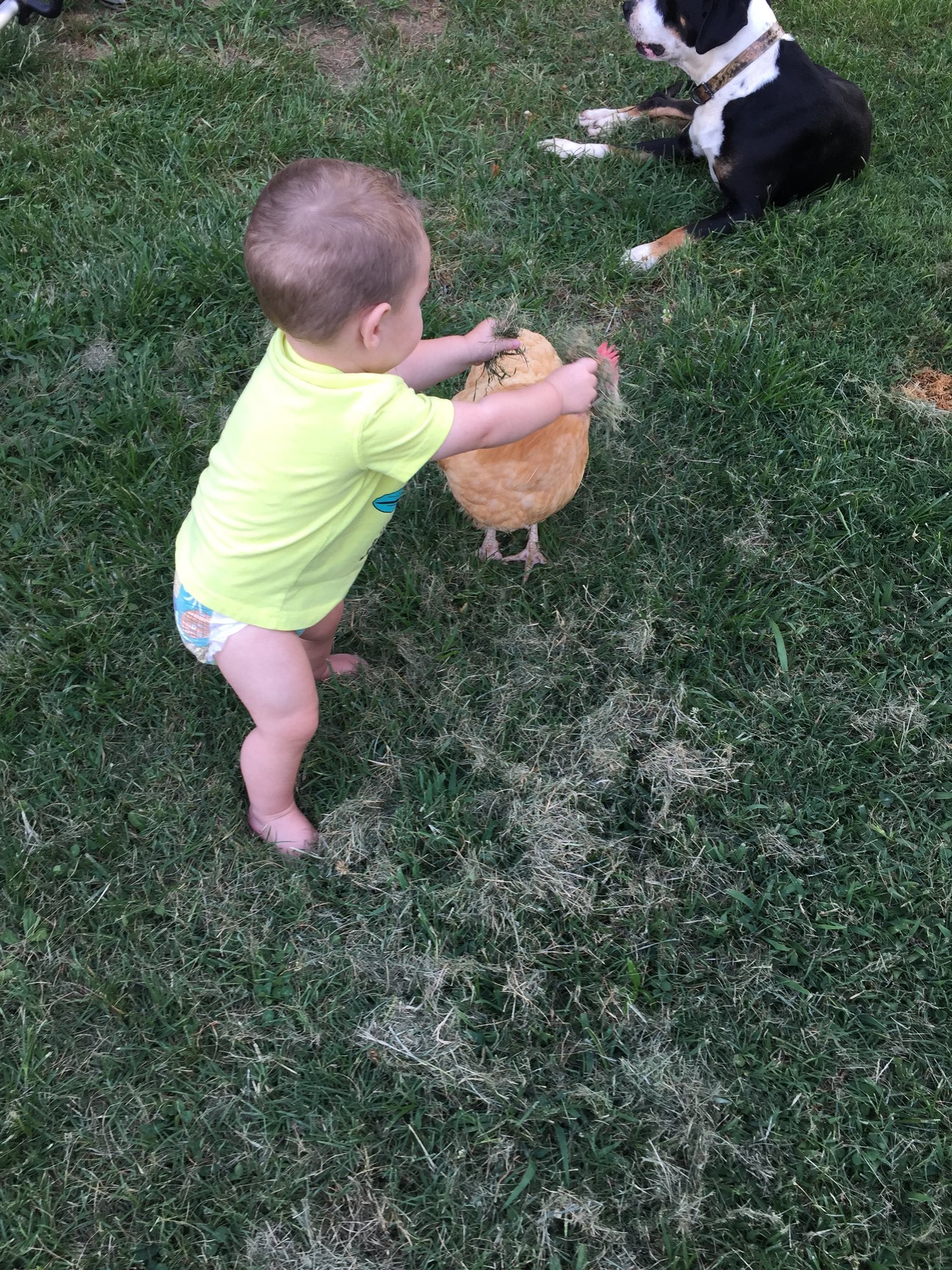 How about some grass