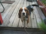 How bout the cutest Beagle in the world Sgt Peppers