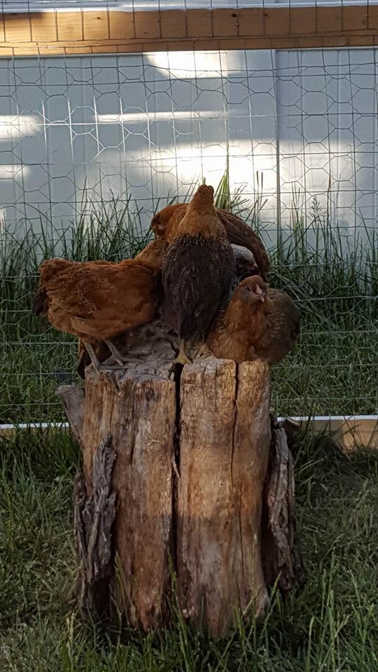 How many chickens fit on a stump?