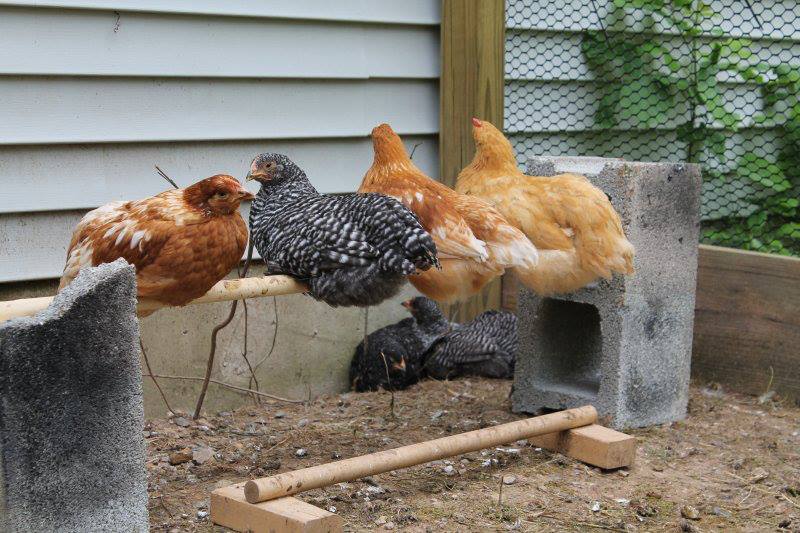 How many chicks can fit on the roost