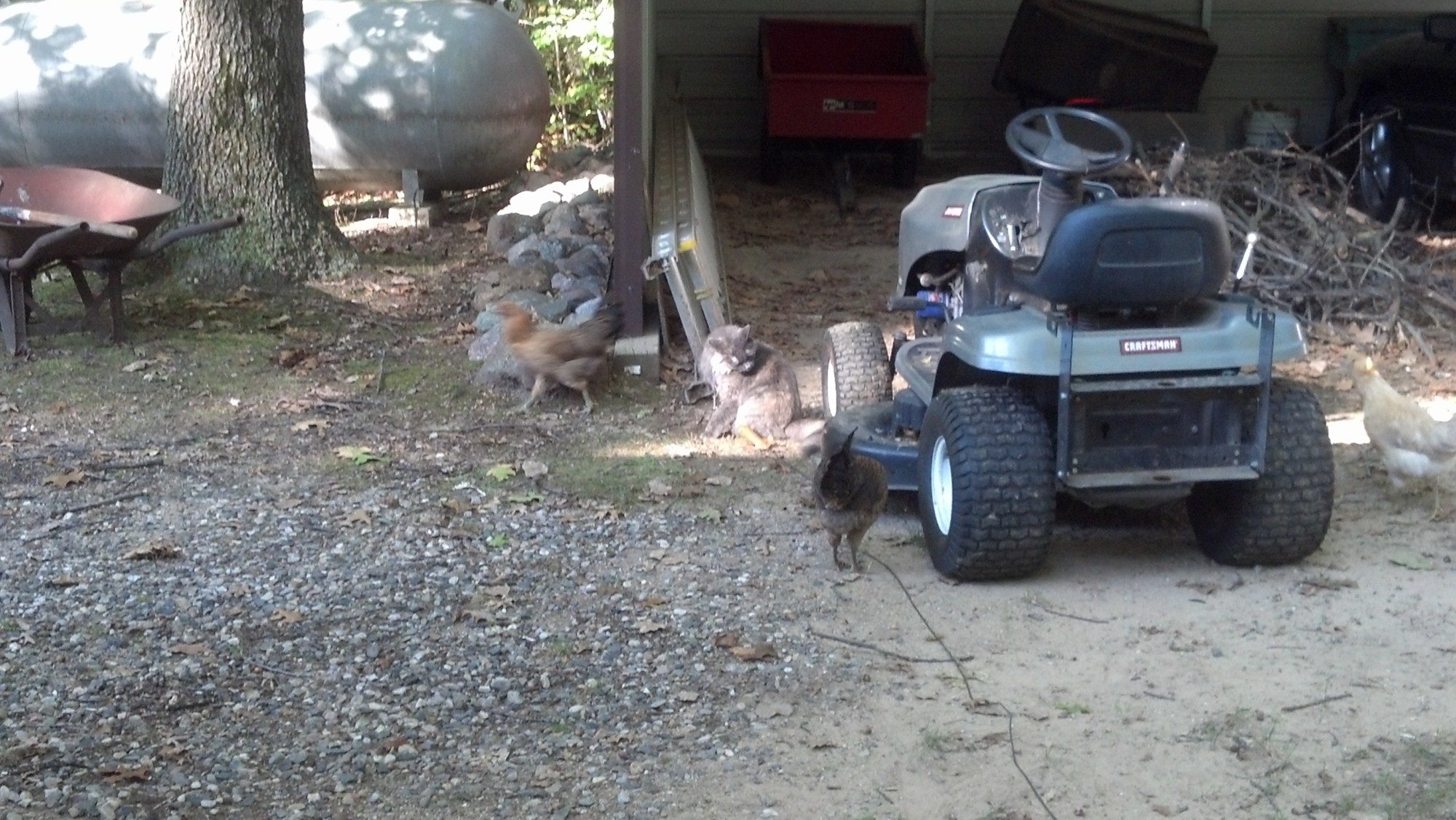 How many of you have a Cat that guards a chicken flock? 1