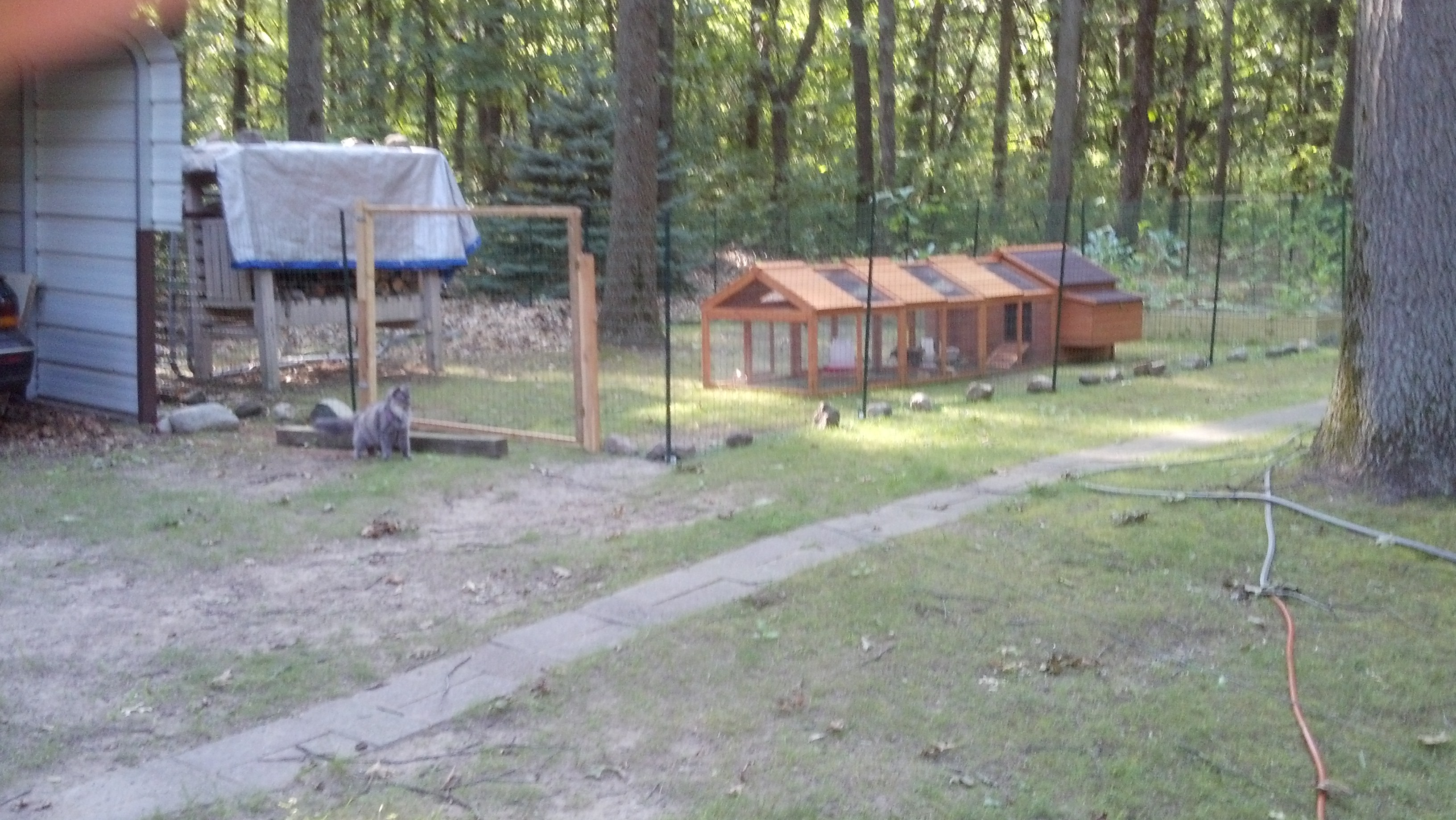 How many of you have a Cat that guards a chicken flock? 2