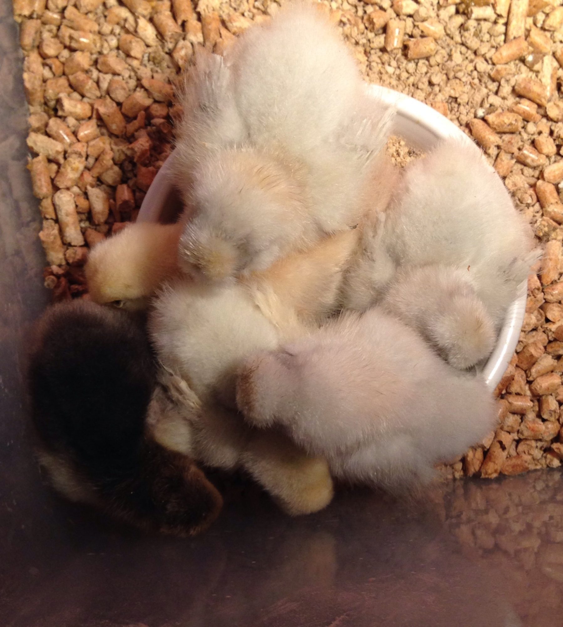 How many silkie chicks can you fit in a bowl?